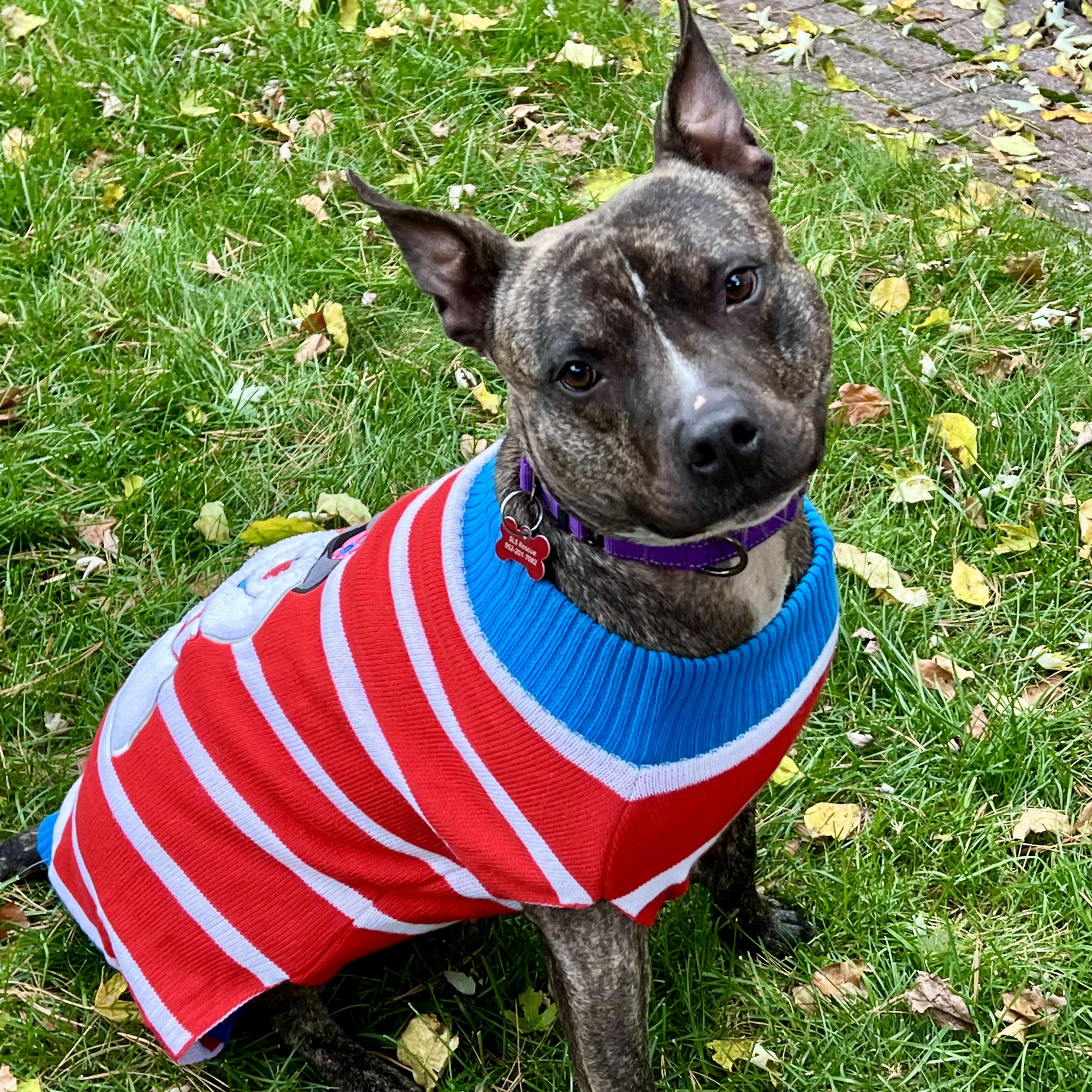 Buster, a Adoptable mixed breed in Prior Lake, MN image 1/6