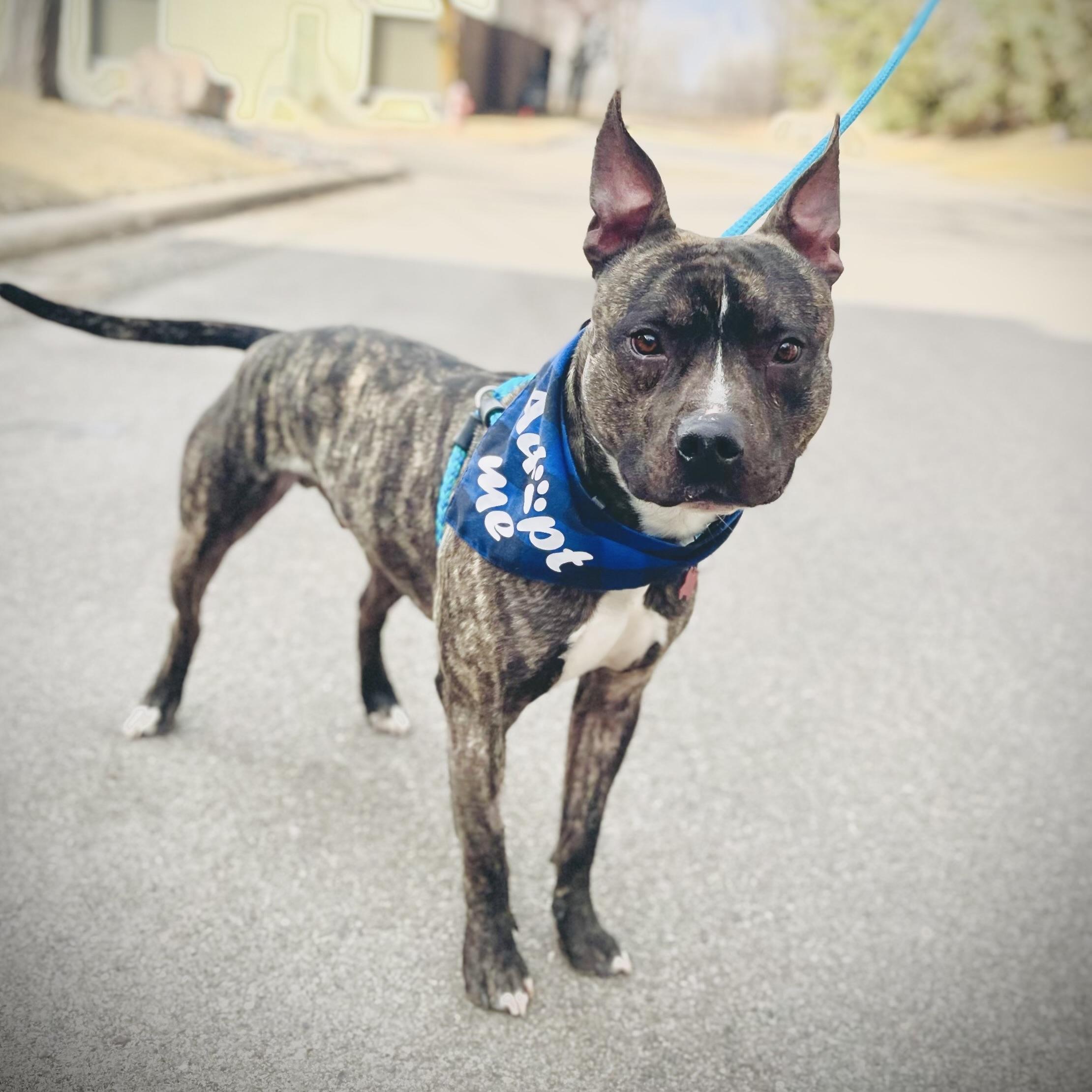 Buster, a Adoptable mixed breed in Prior Lake, MN image 6/6