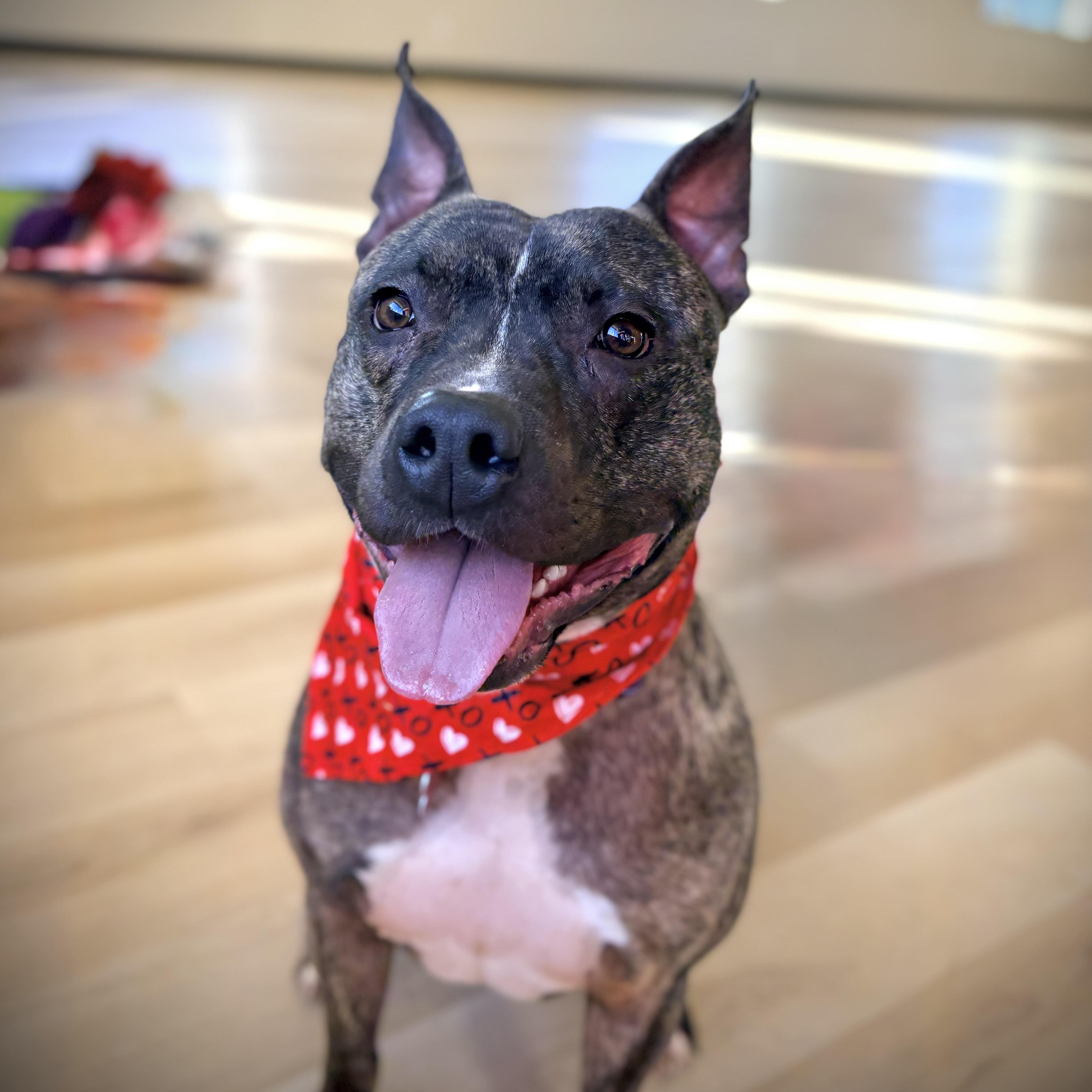 Enlarge Buster, a Adoptable mixed breed in Prior Lake, MN image 3/6