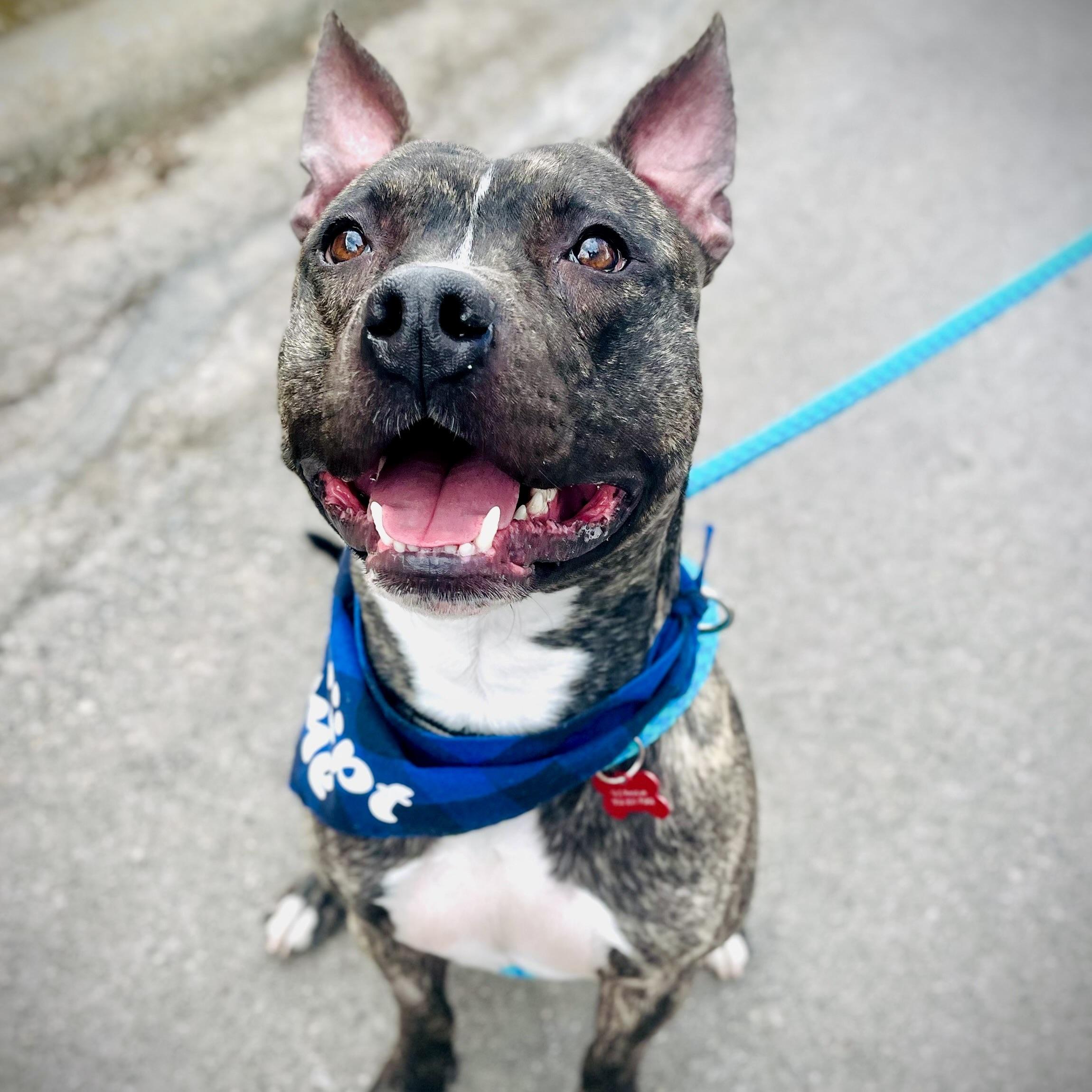 Buster, a Adoptable mixed breed in Prior Lake, MN image 4/6