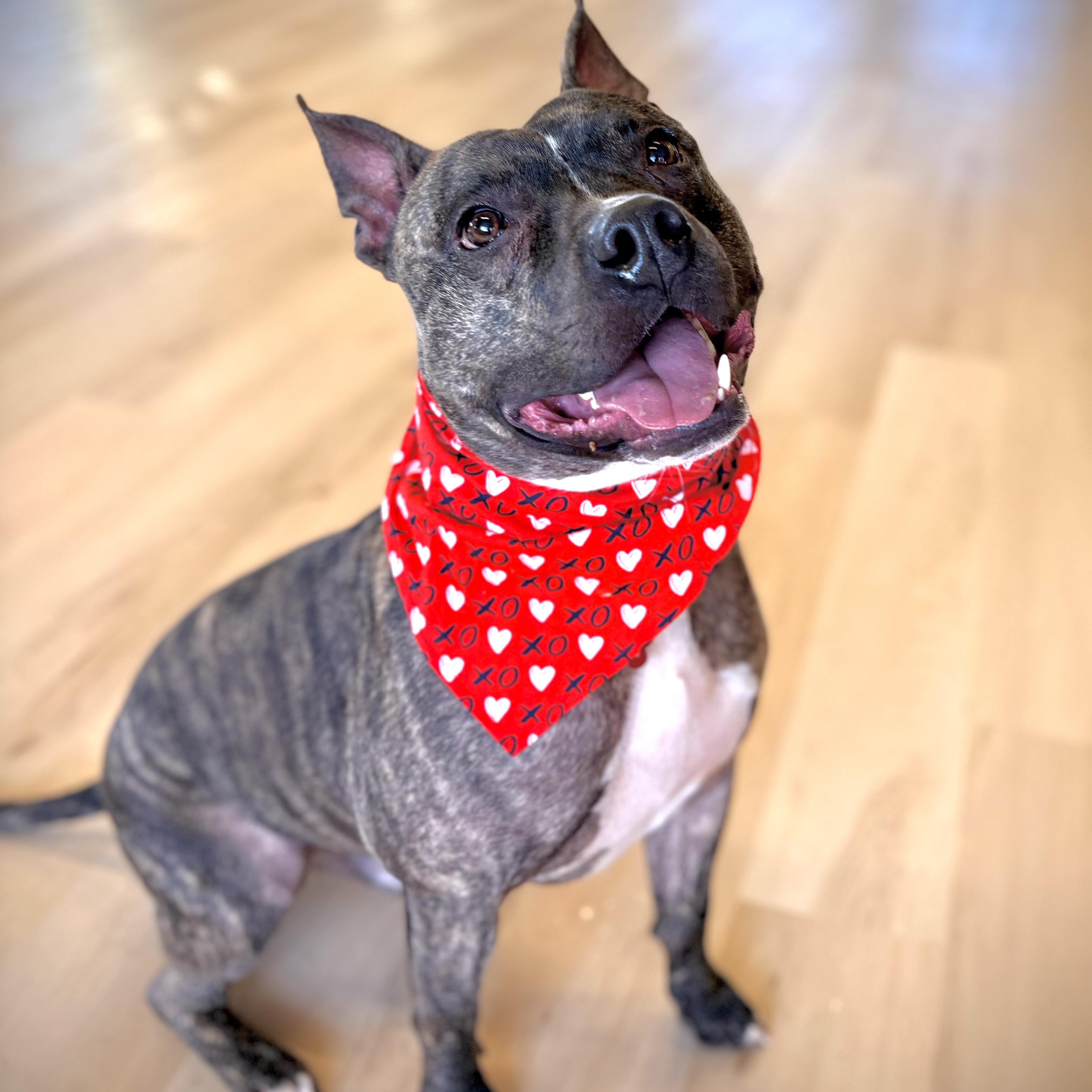 Enlarge Buster, a Adoptable mixed breed in Prior Lake, MN image 4/6