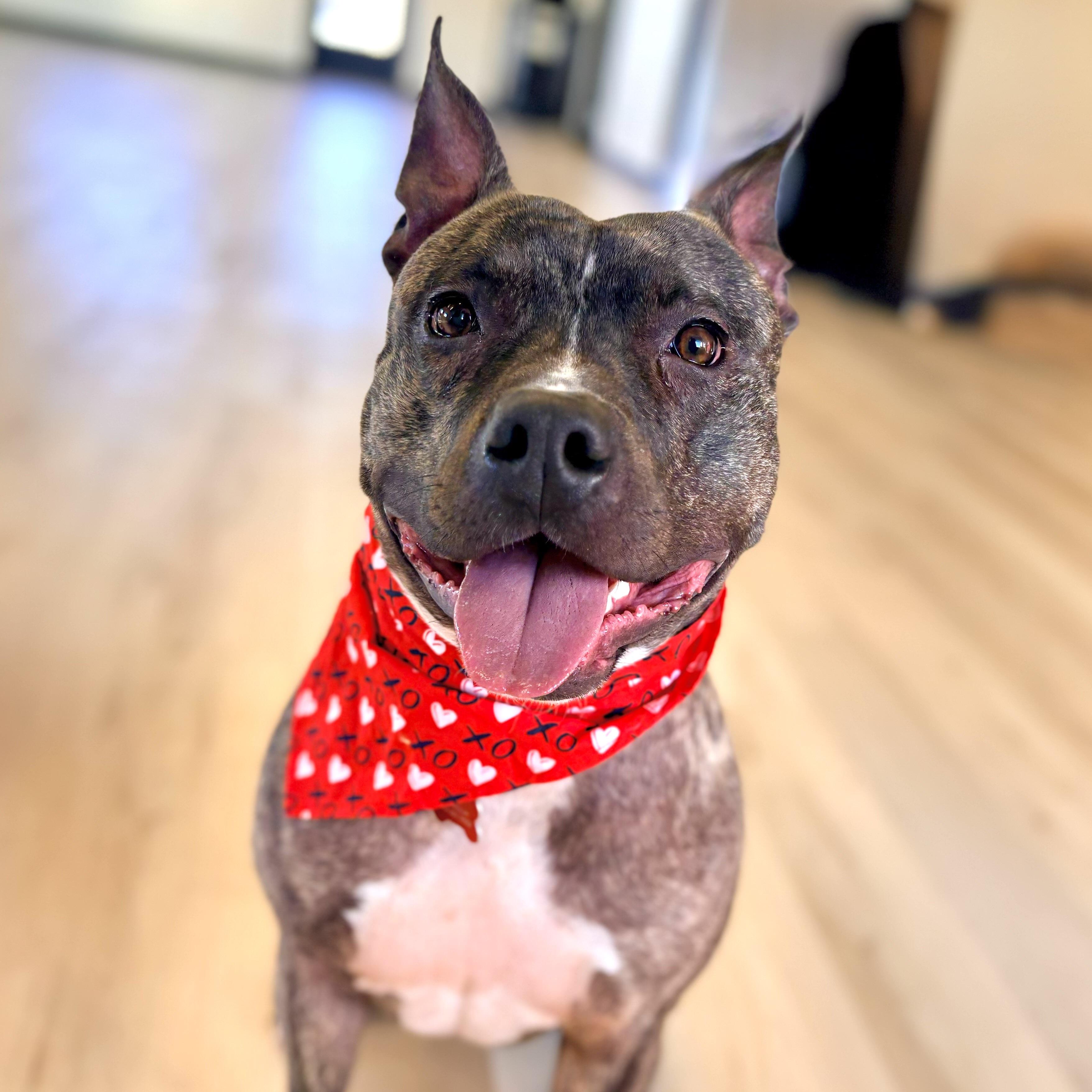 Buster, Adoptable, Young Male American Staffordshire Terrier.