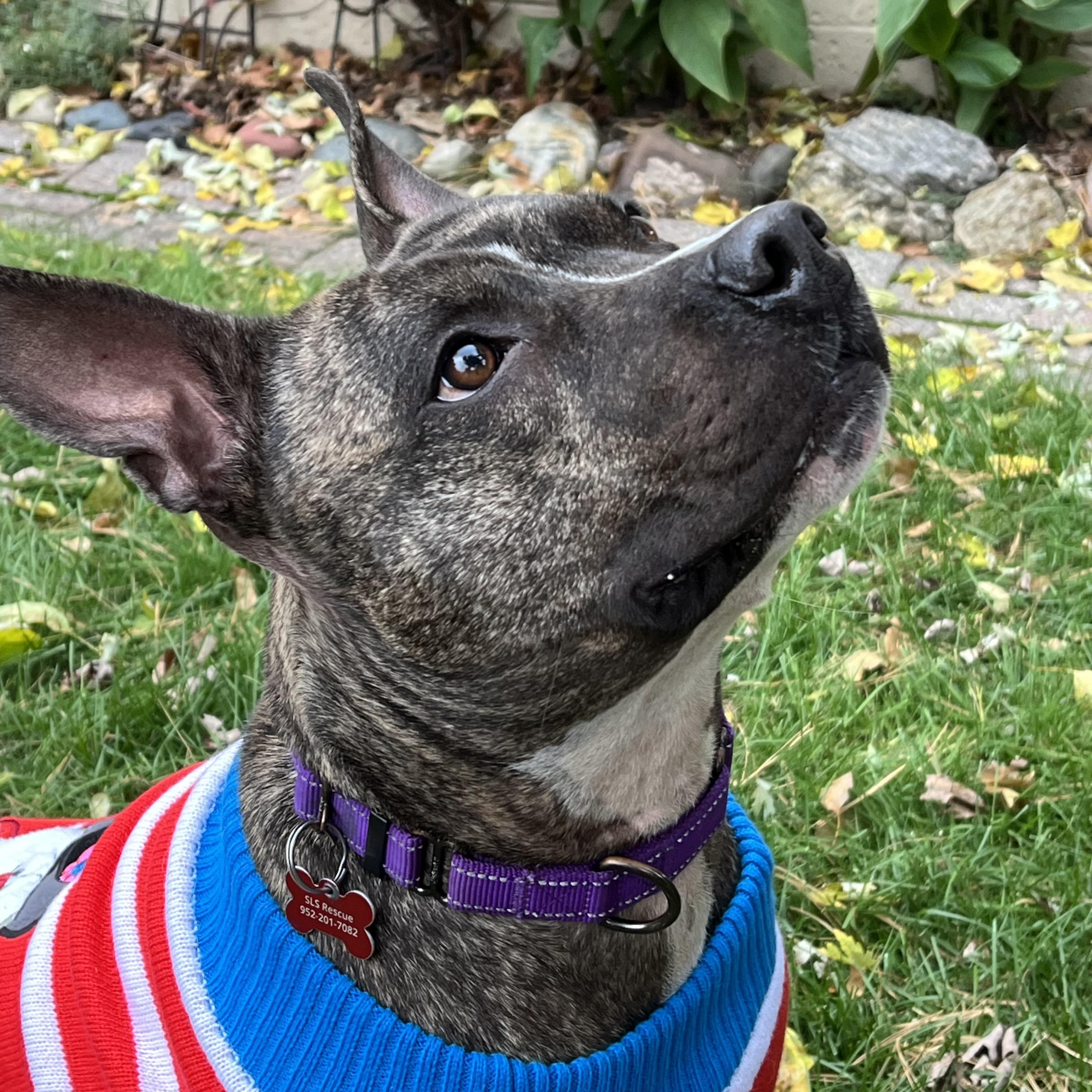 Buster, a Adoptable mixed breed in Prior Lake, MN image 5/6