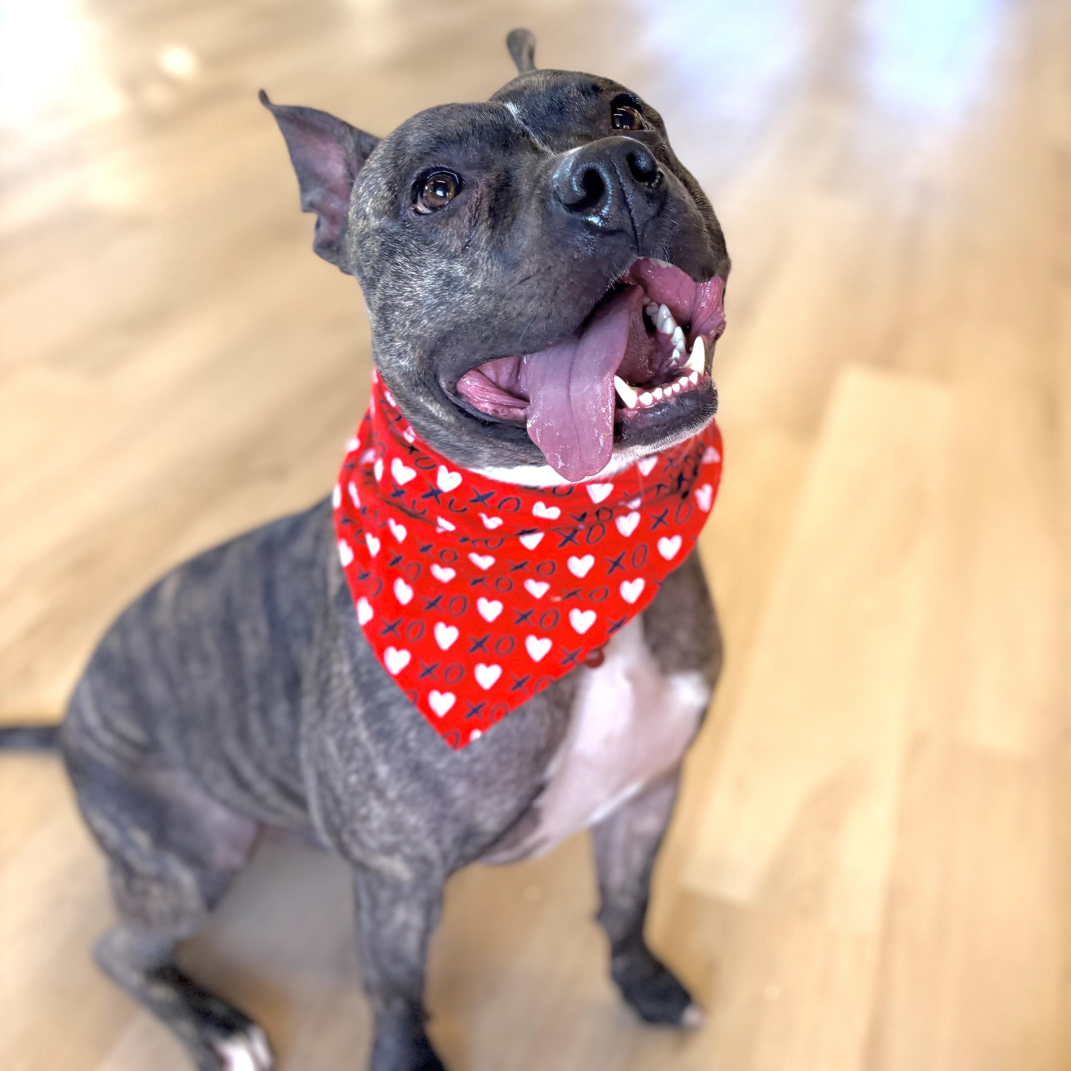 Enlarge Buster, a Adoptable mixed breed in Prior Lake, MN image 6/6