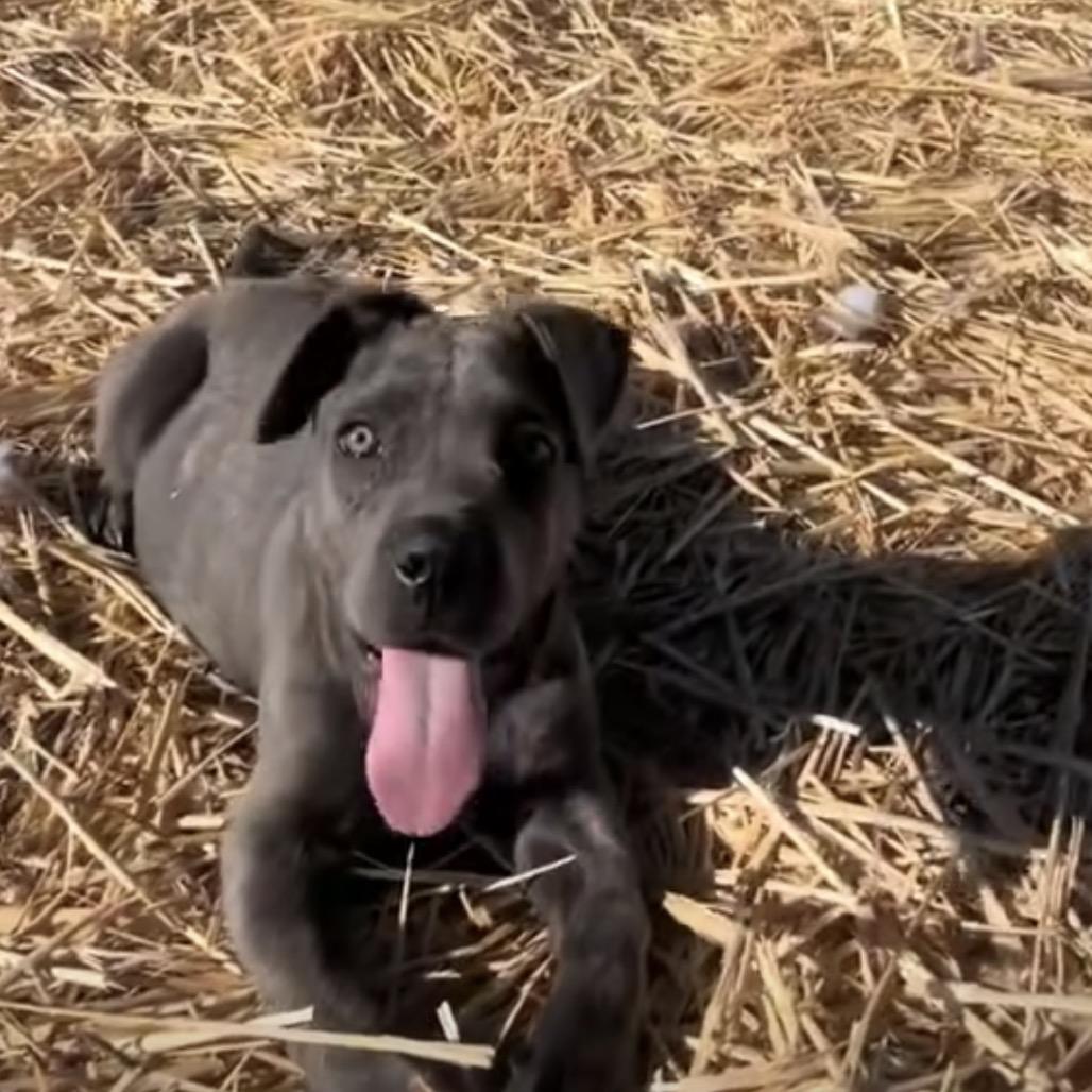 Enlarge Freya, a Adoptable Cane Corso in Las Vegas, NV image 1/6