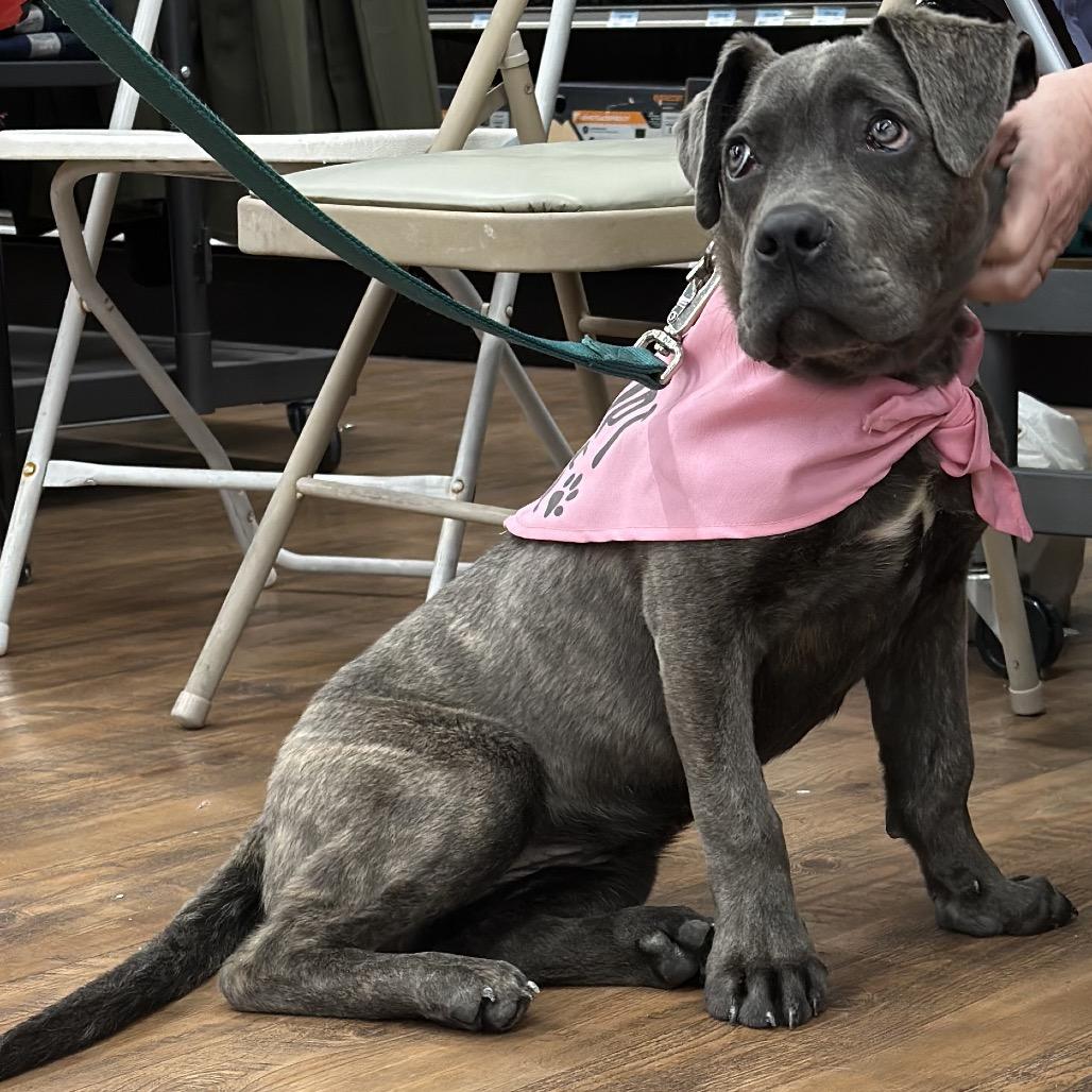 Enlarge Freya, a Adoptable Cane Corso in Las Vegas, NV image 3/6