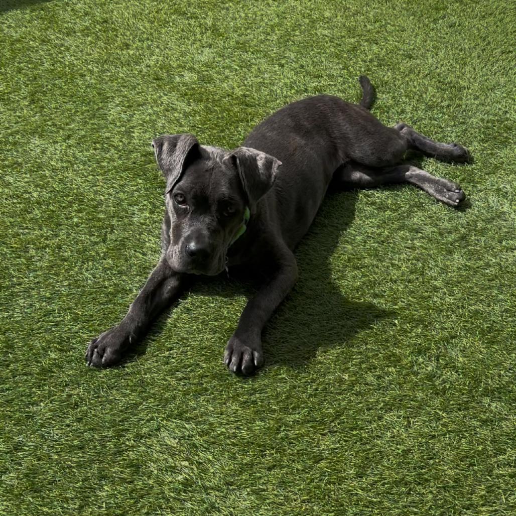 Enlarge Freya, a Adoptable Cane Corso in Las Vegas, NV image 2/6