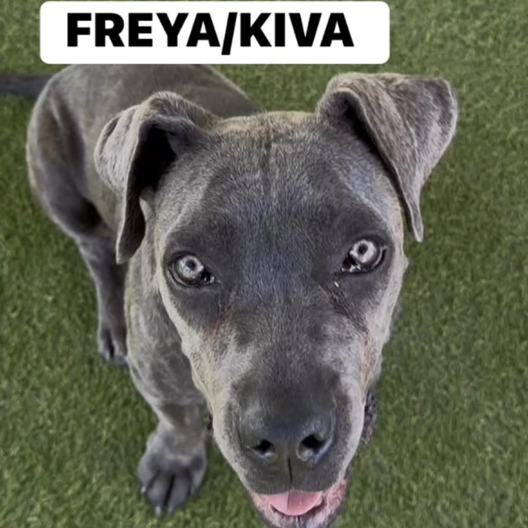 Enlarge Freya/Kiva, a Adoptable Cane Corso in Las Vegas, NV image 3/6