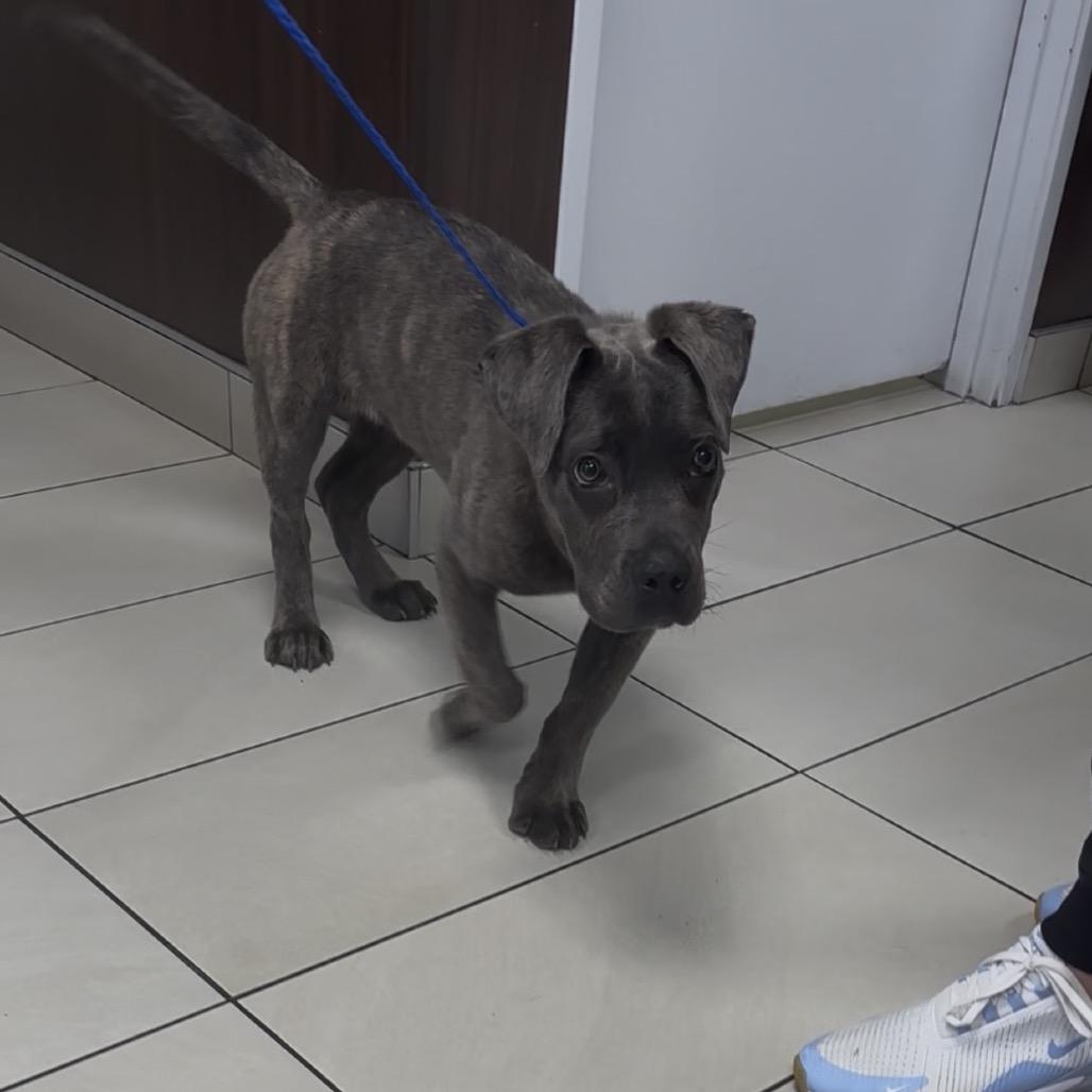 Enlarge Freya, a Adoptable Cane Corso in Las Vegas, NV image 4/6