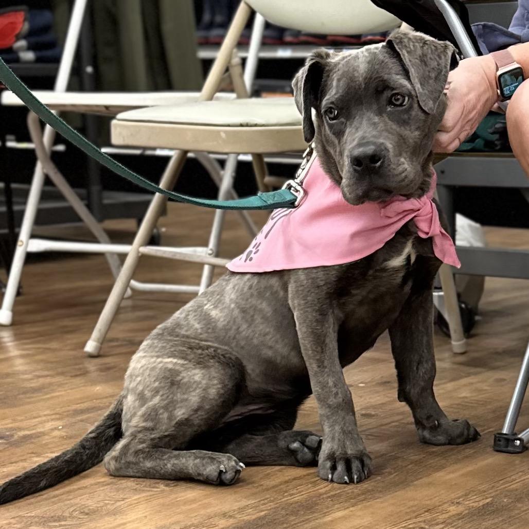 Enlarge Freya, a Adoptable Cane Corso in Las Vegas, NV image 5/6