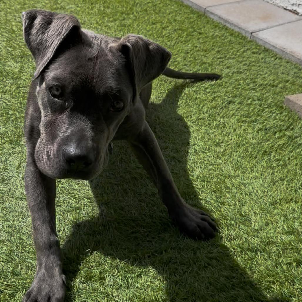 Enlarge Freya, a Adoptable Cane Corso in Las Vegas, NV image 4/6