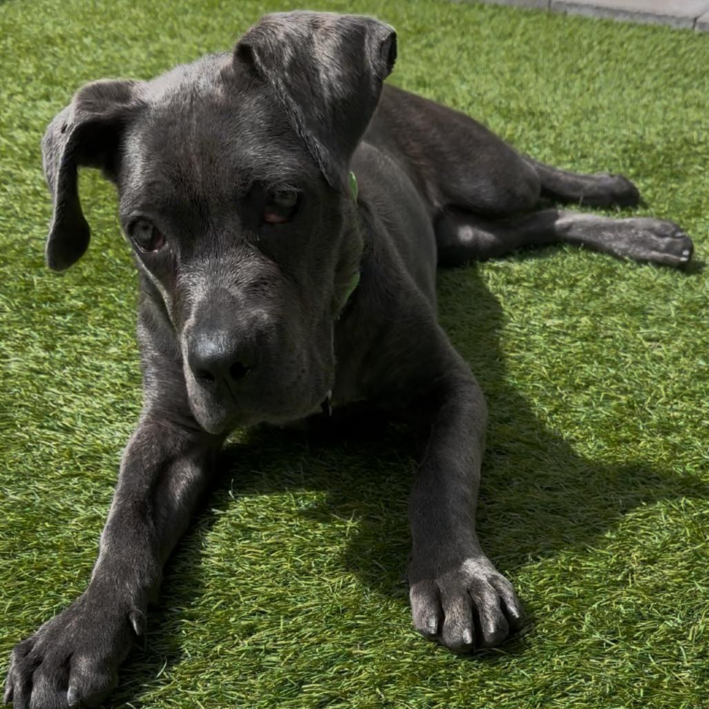 Enlarge Freya, a Adoptable Cane Corso in Las Vegas, NV image 5/6
