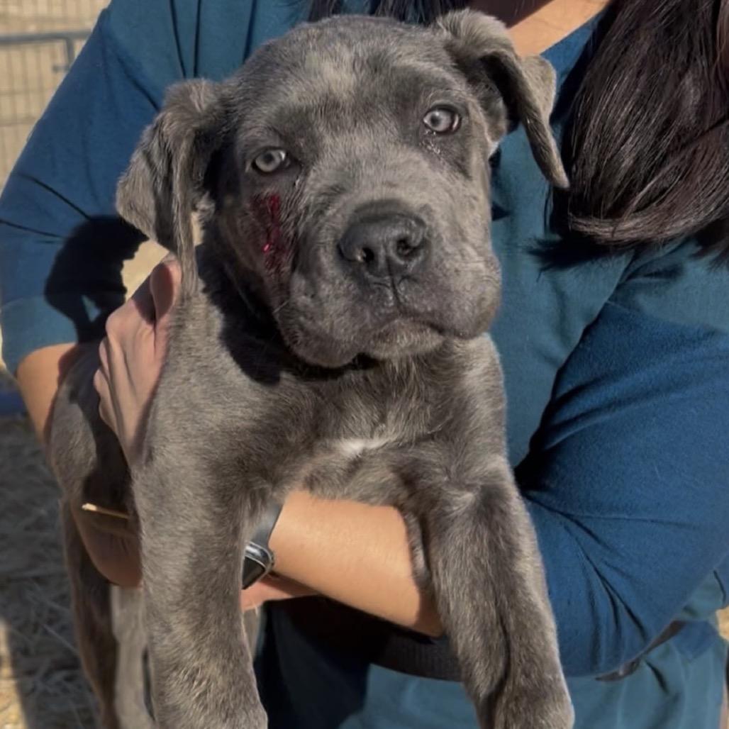 Enlarge Freya, a Adoptable Cane Corso in Las Vegas, NV image 6/6