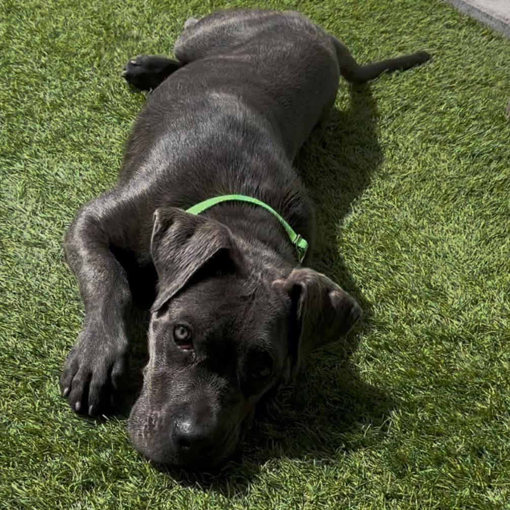 Enlarge Freya, a Adoptable Cane Corso in Las Vegas, NV image 6/6