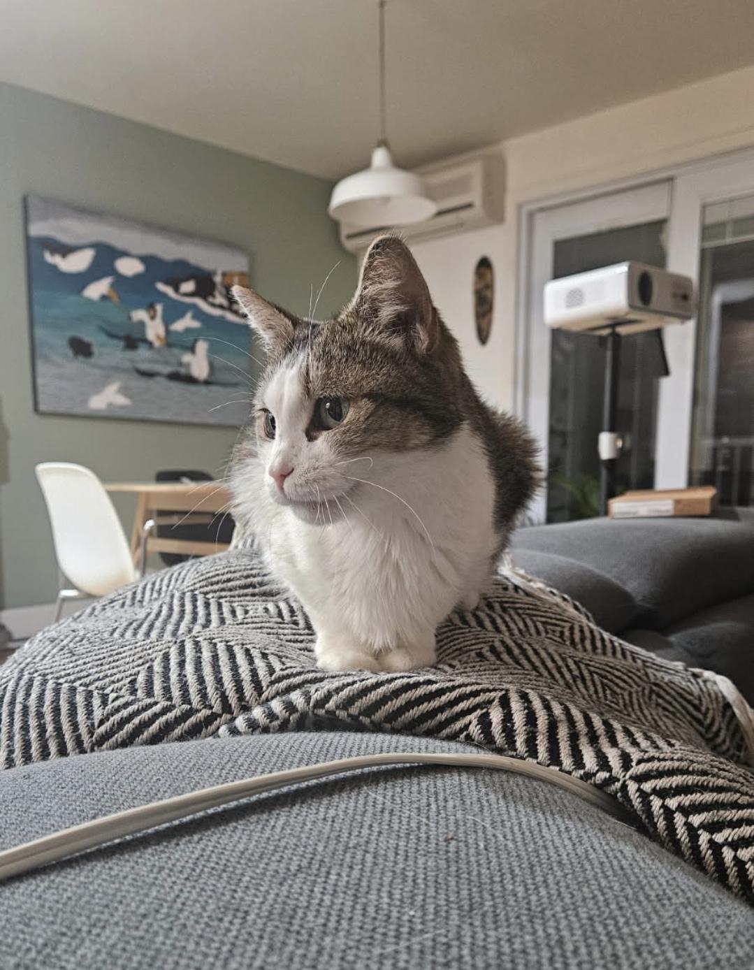 Enlarge Petunia, a Adoptable mixed breed in Montréal, QC image 3/5