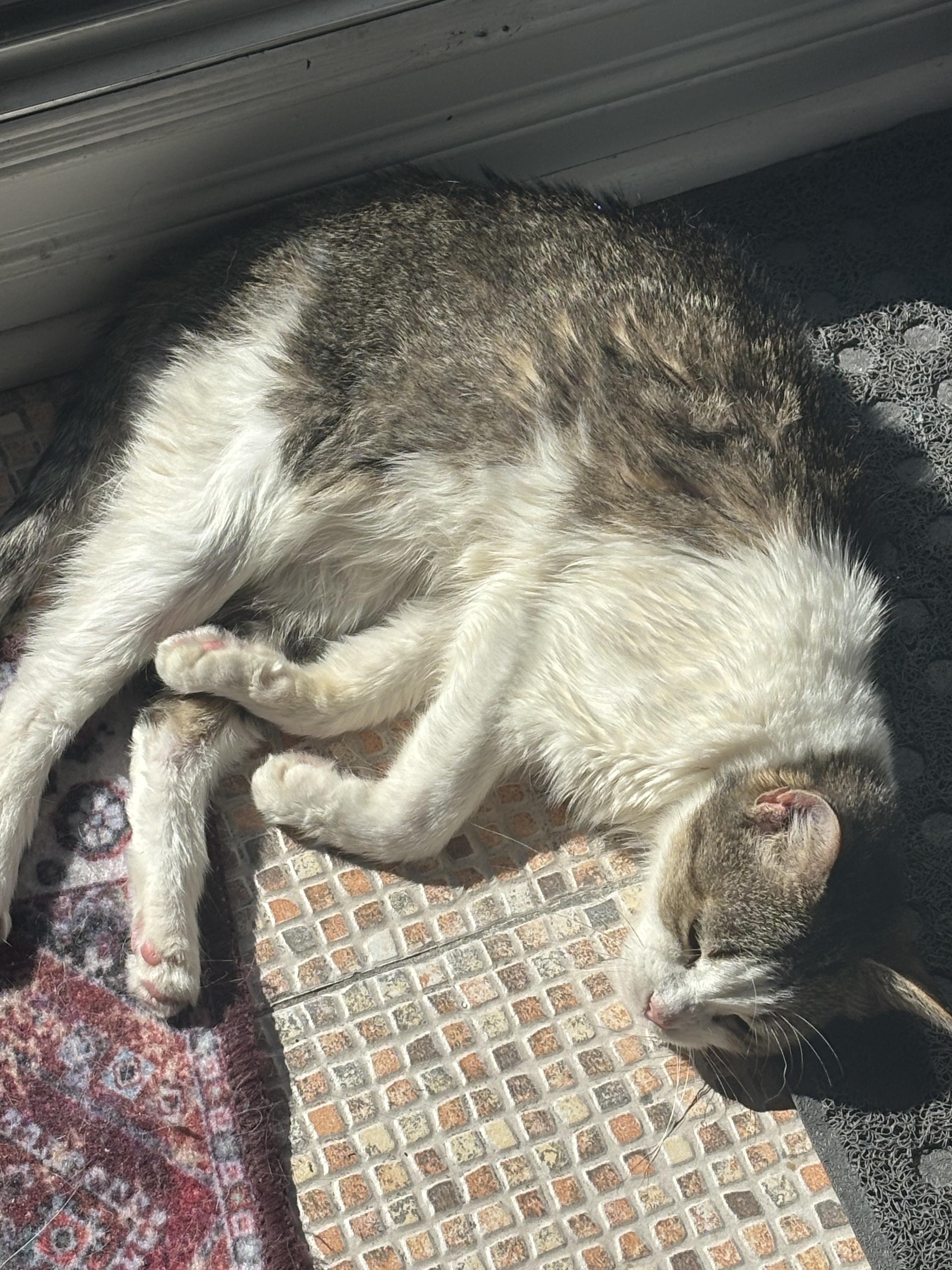 Enlarge Petunia, a Adoptable mixed breed in Montréal, QC image 5/5