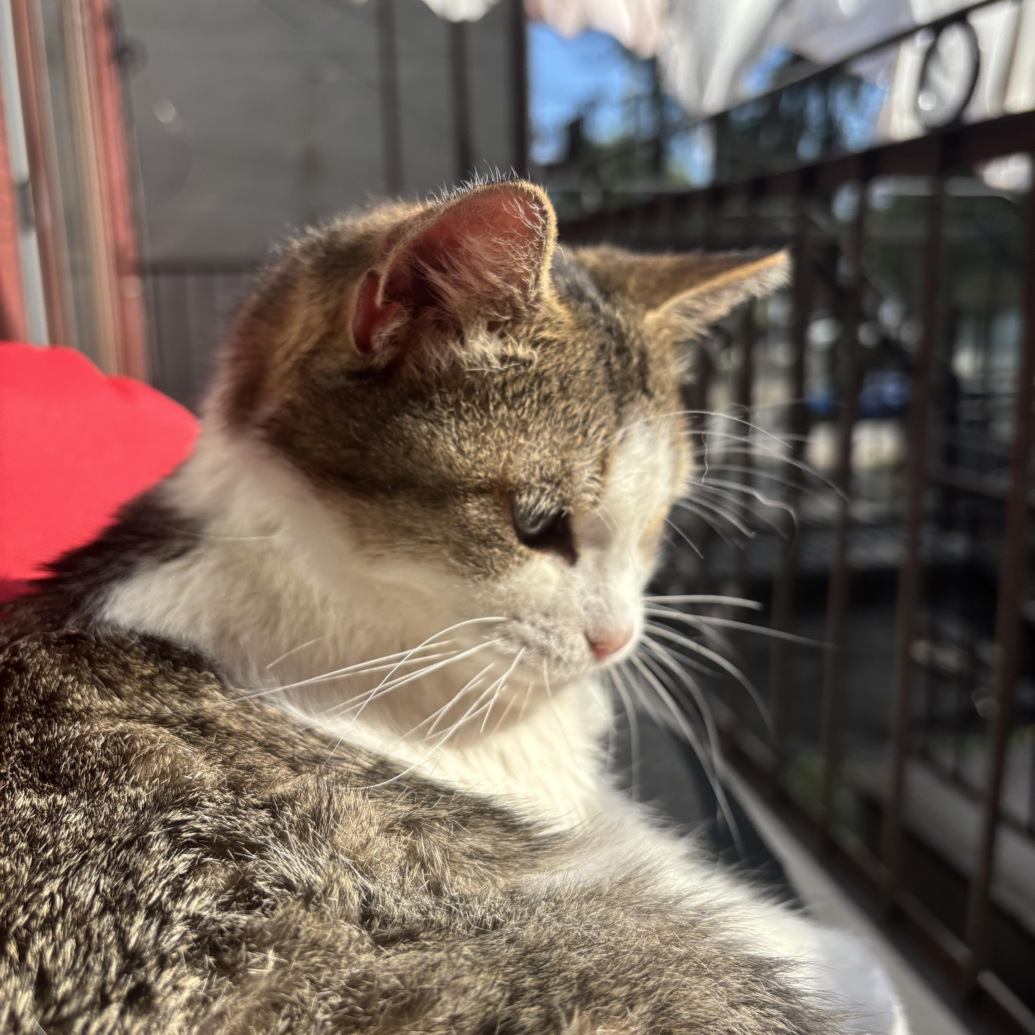 Enlarge Petunia, a Adoptable mixed breed in Montréal, QC image 4/5