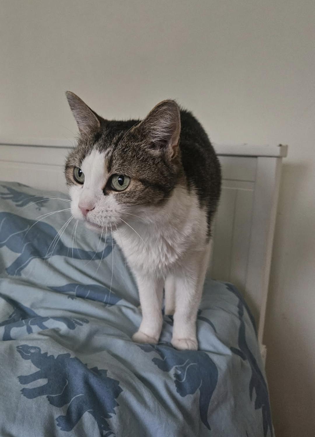 Petunia, Adoptable, Adult Female Domestic Short Hair.