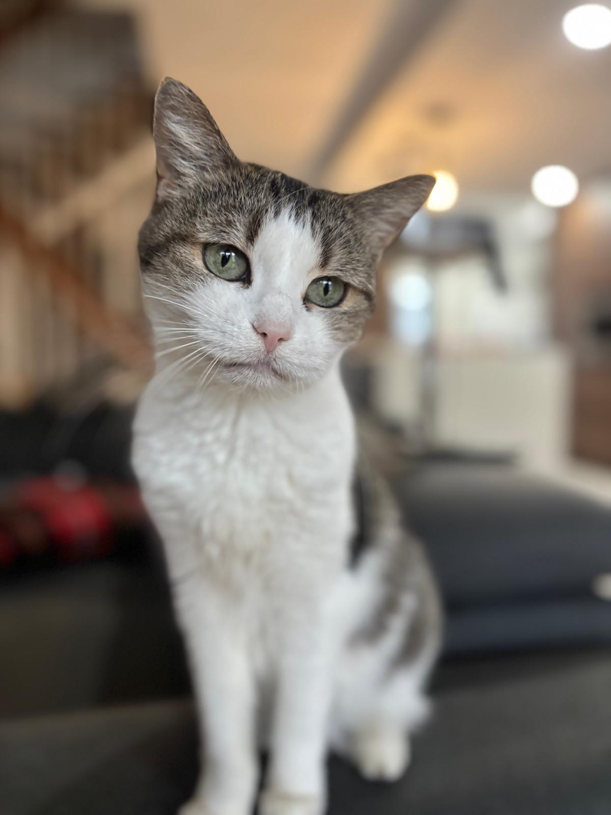 Petunia, Adoptable, Adult Female Domestic Short Hair.