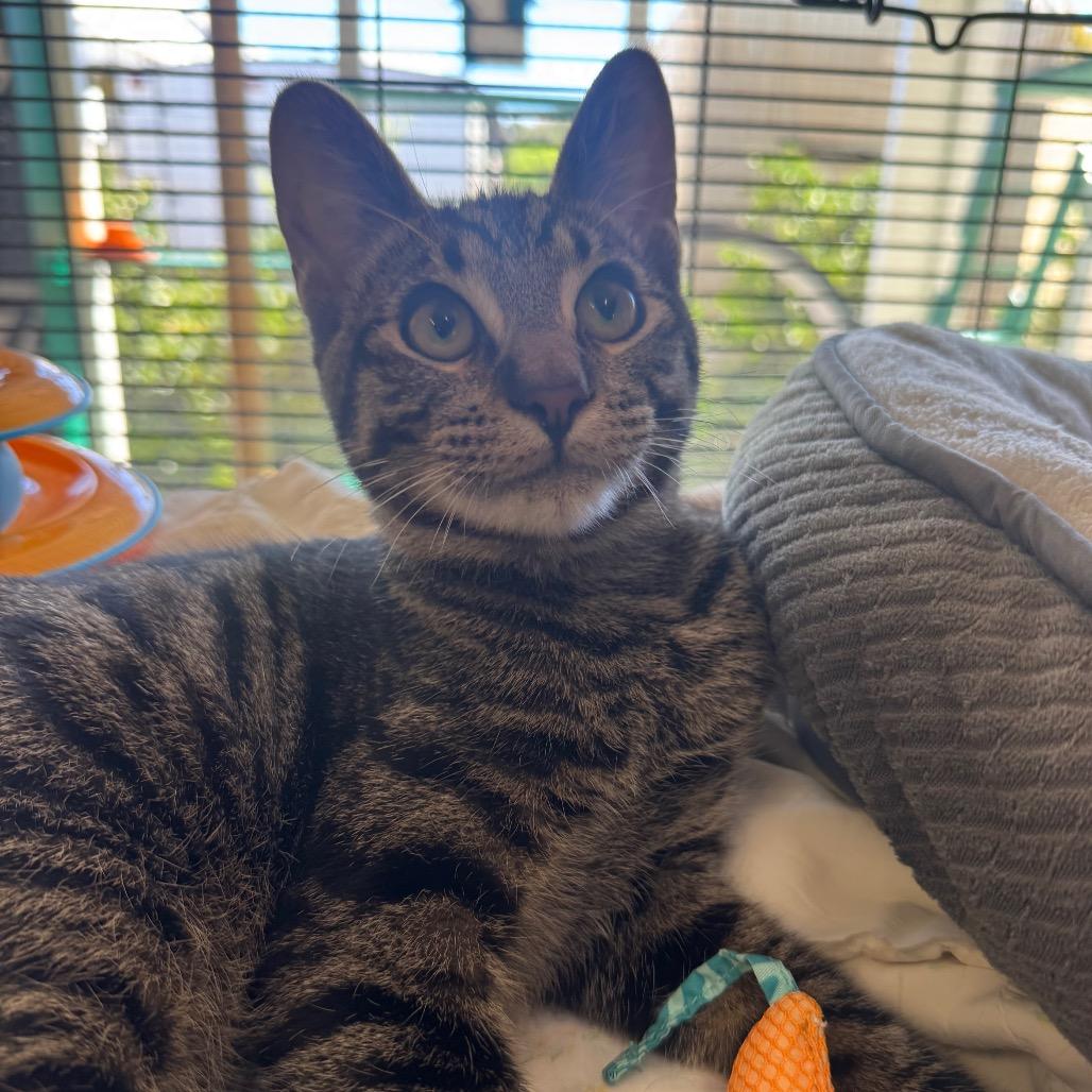 Ceviche, Adoptable, Young Male Domestic Short Hair.