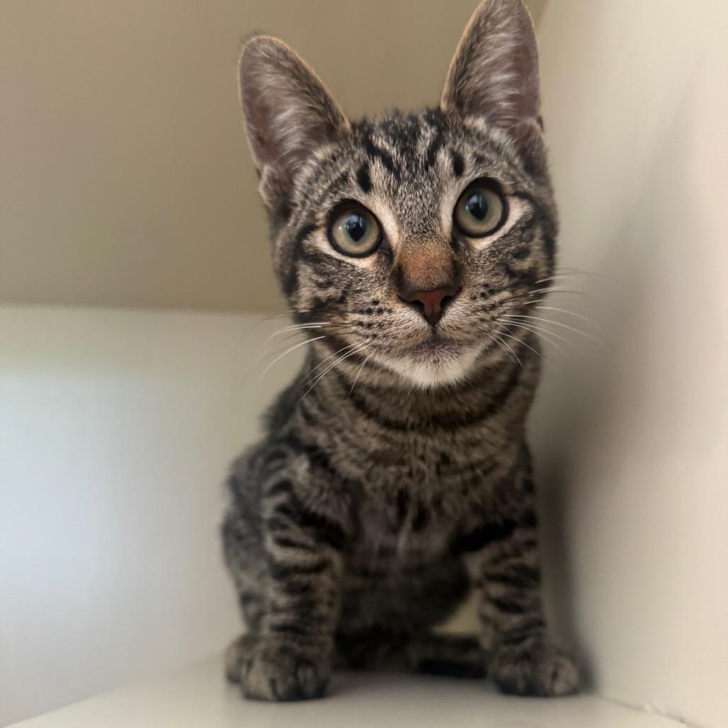 Enlarge Ceviche, a Adoptable Domestic Short Hair in Buellton, CA image 2/6