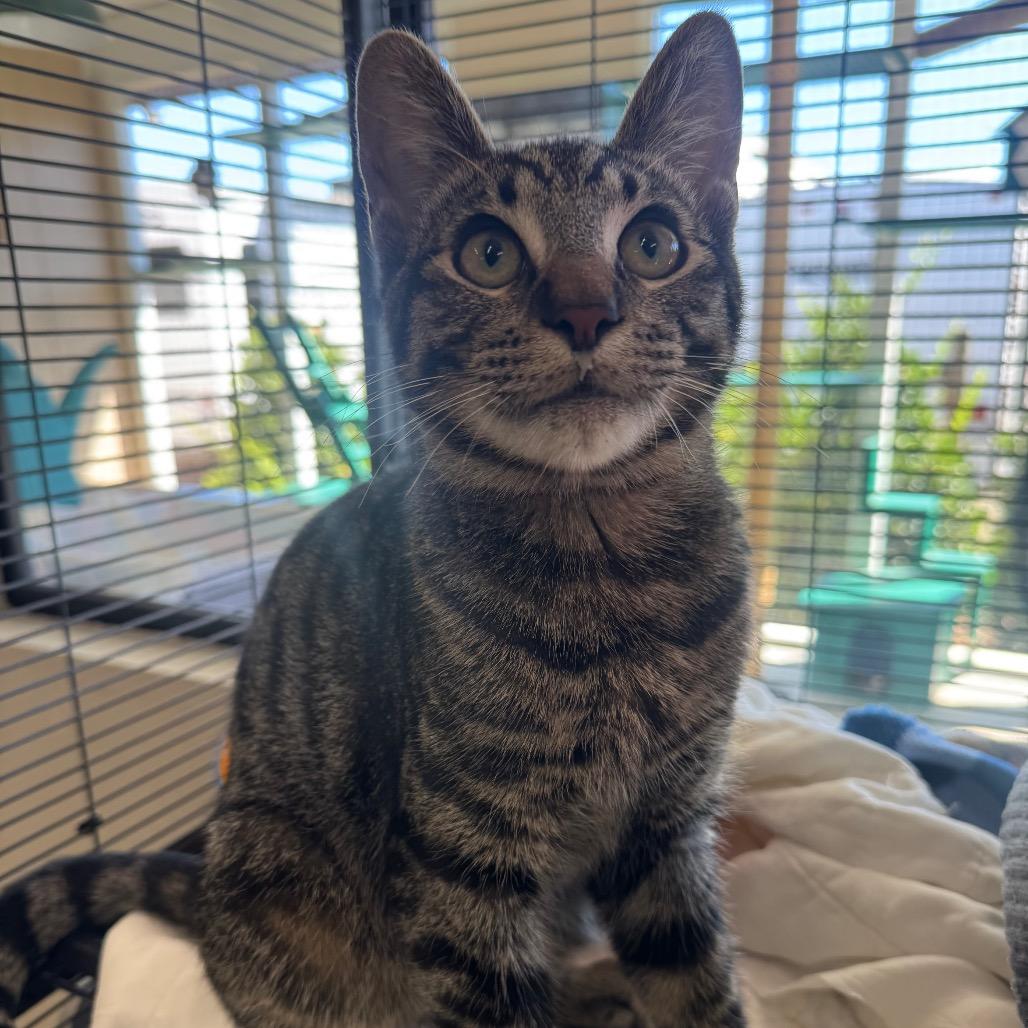 Enlarge Ceviche, a Adoptable Domestic Short Hair in Buellton, CA image 3/6
