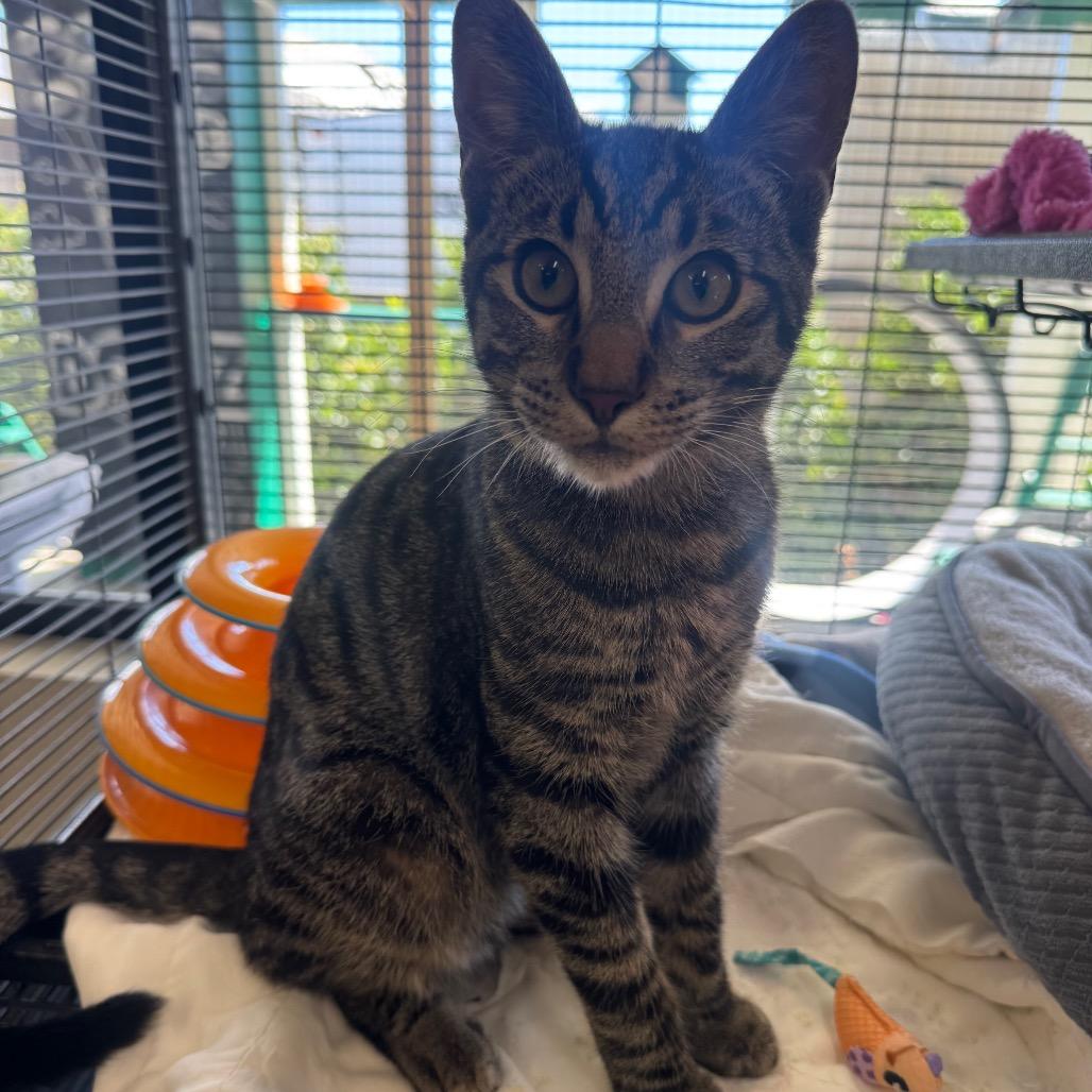 Enlarge Ceviche, a Adoptable Domestic Short Hair in Buellton, CA image 4/6