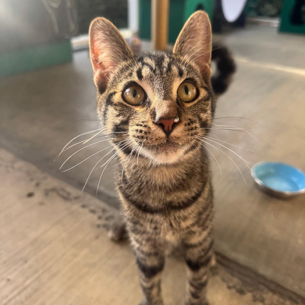 Enlarge Ceviche, a Adoptable Domestic Short Hair in Buellton, CA image 4/6
