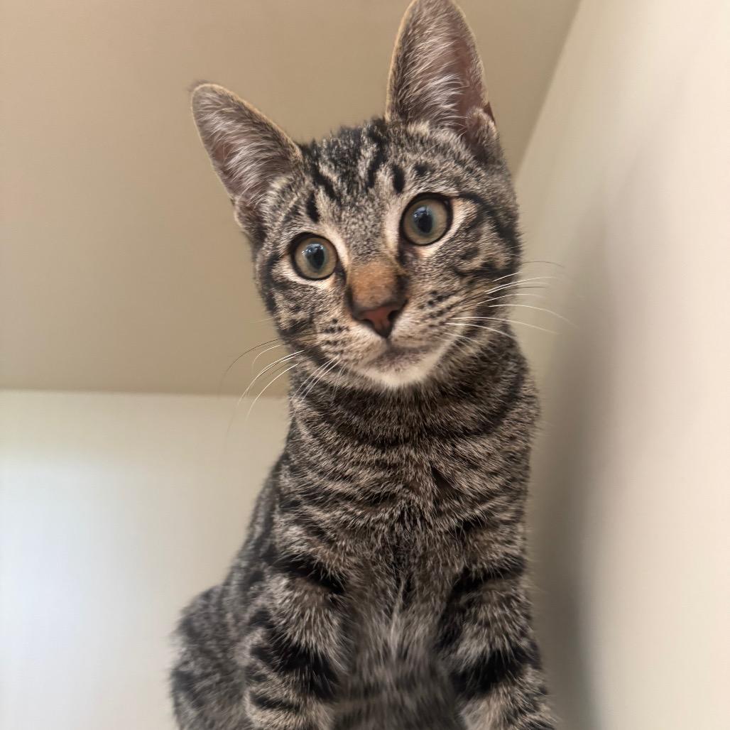 Enlarge Ceviche, a Adoptable Domestic Short Hair in Buellton, CA image 6/6