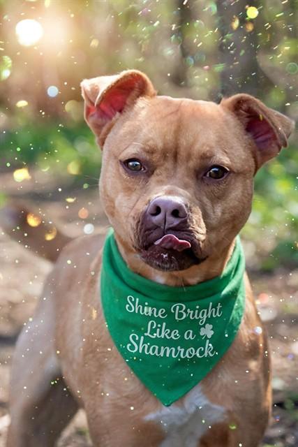 ZIPPY, Adoptable, Young Male Labrador Retriever & Mixed Breed.