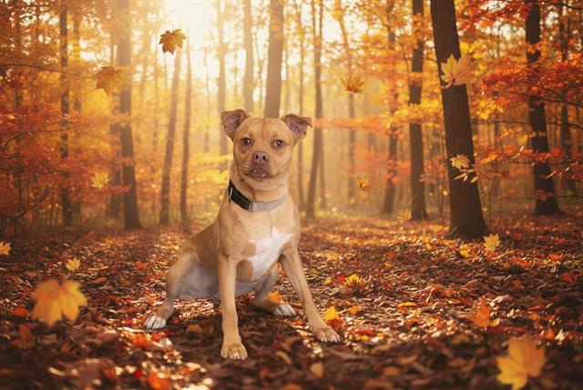 Enlarge ZIPPY, a Adoptable mixed breed in Belleville, IL image 1/1