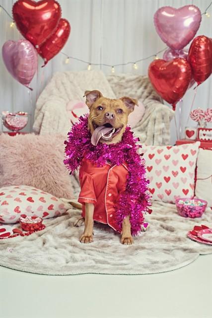 ZIPPY, Adoptable, Young Male Labrador Retriever & Mixed Breed.