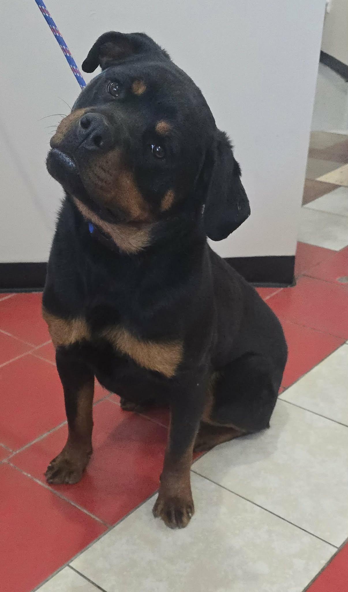 Daisy Mae, an adopted Rottweiler in Newport, TN image 4/4