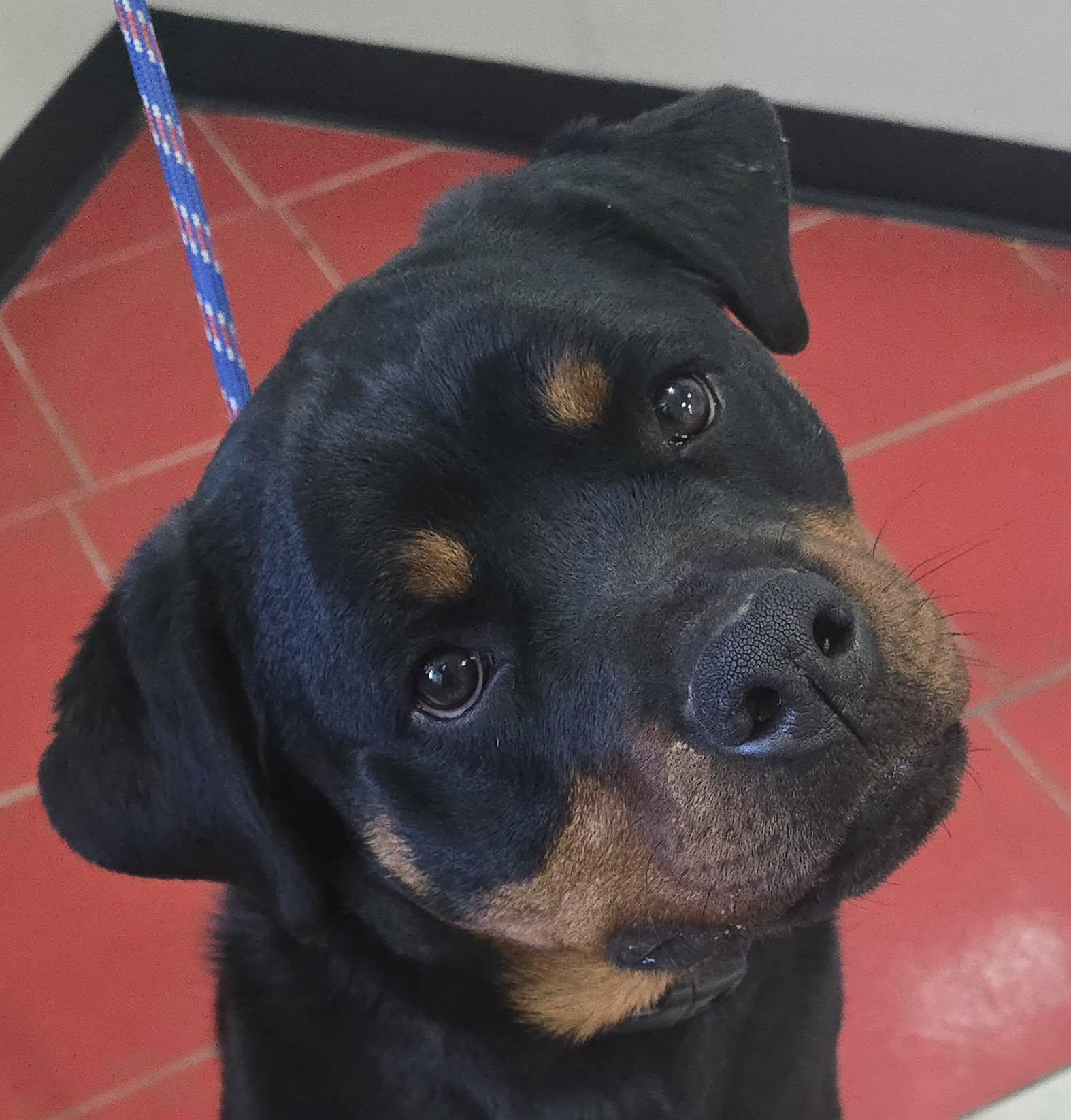 Daisy Mae, adopted, Young Female Rottweiler.