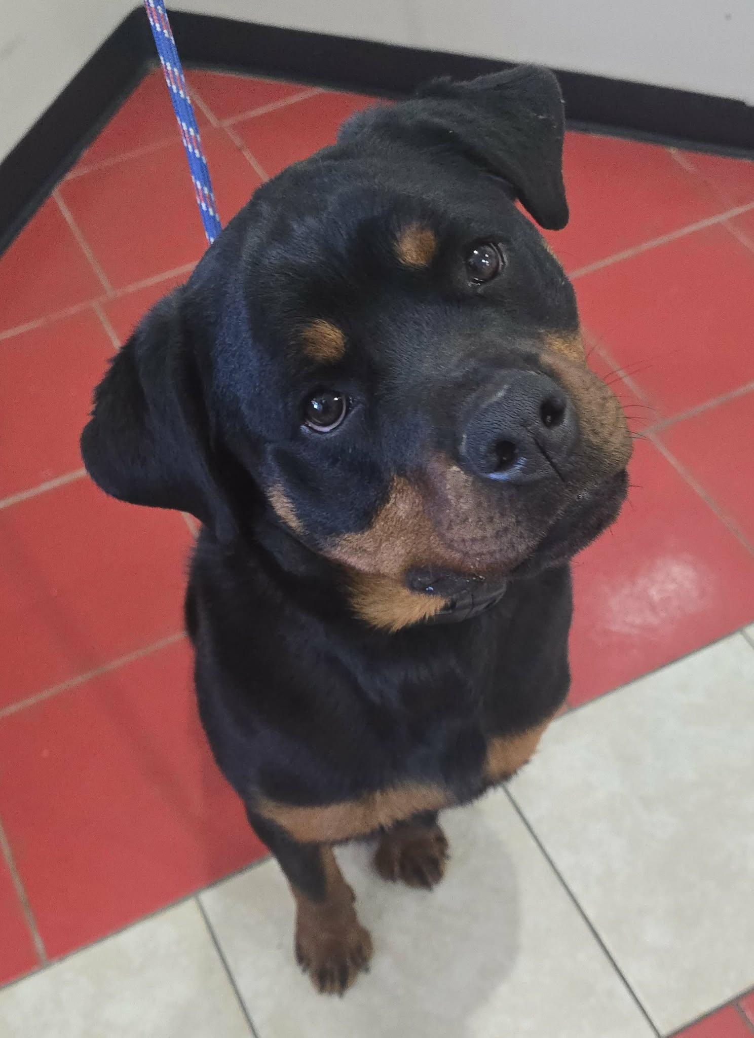 Daisy Mae, an adopted Rottweiler in Newport, TN image 2/4