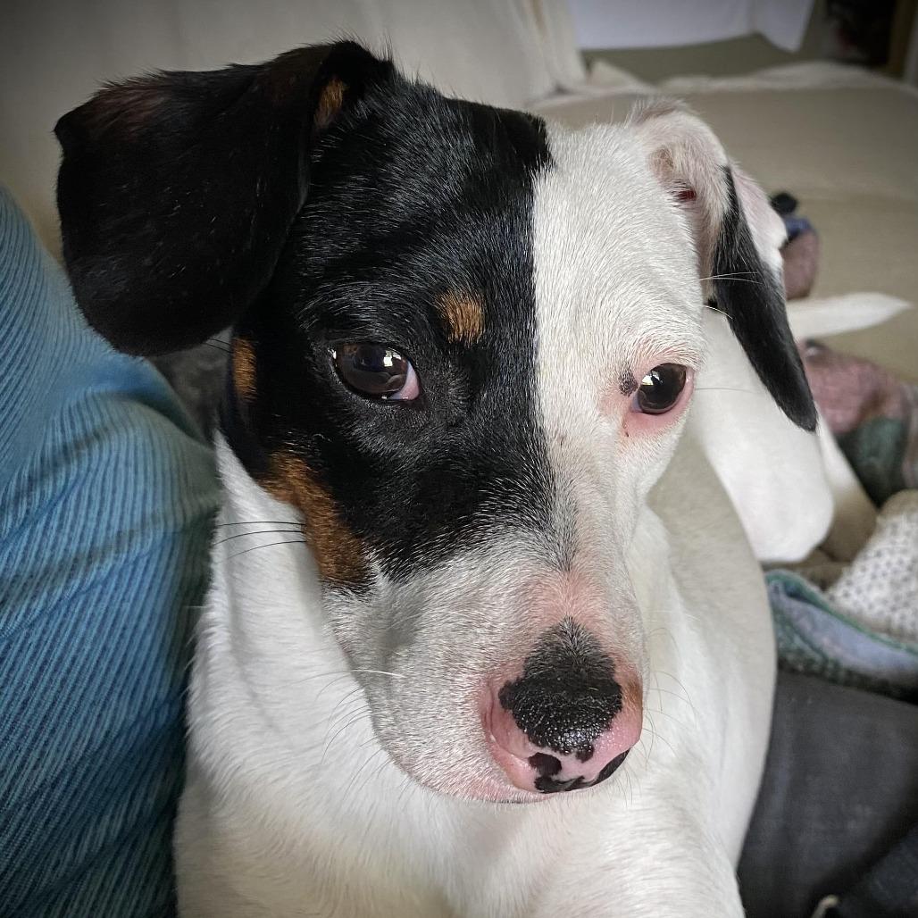 Enlarge Dragon, a ADOPTABLE mixed breed in Columbia, MO image 2/3