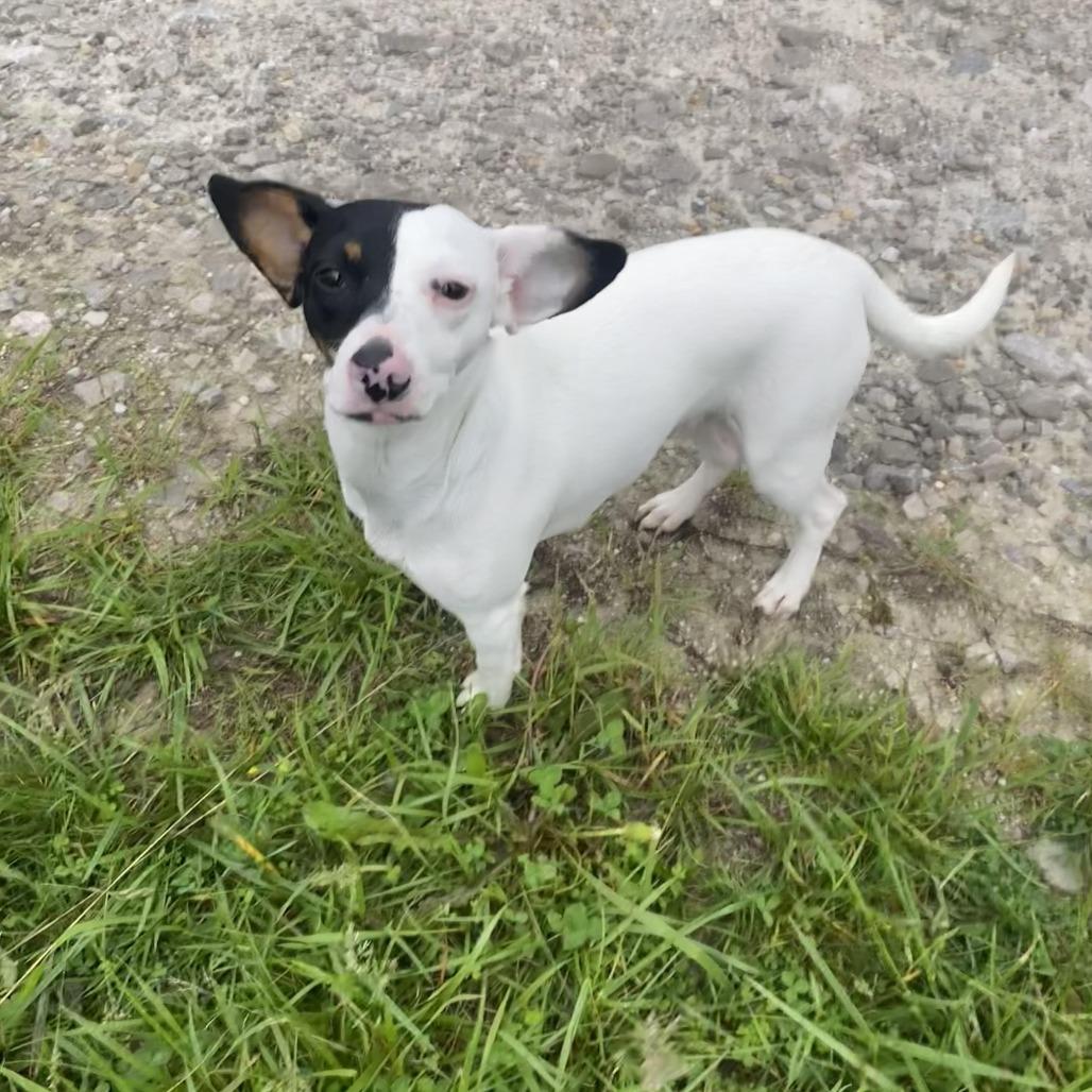 Enlarge Dragon, a ADOPTABLE mixed breed in Columbia, MO image 3/3