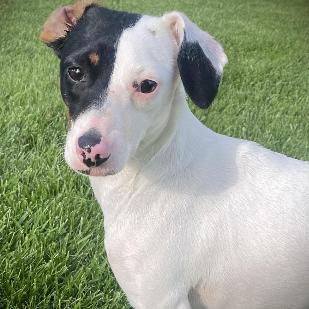 Dragon, ADOPTABLE, Young Female Rat Terrier.