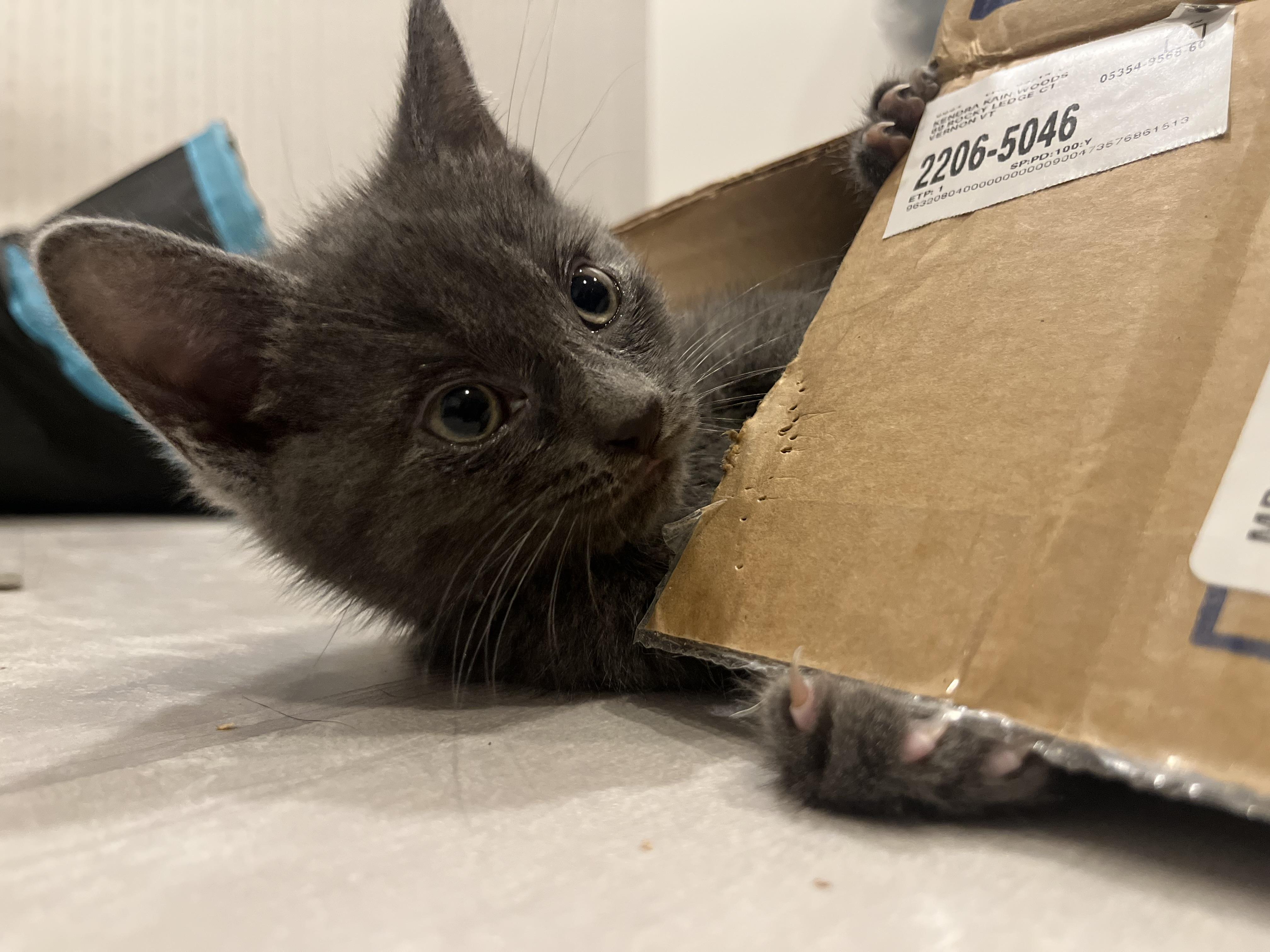 Nars, a Adopted Domestic Short Hair in Vernon, VT image 5/5