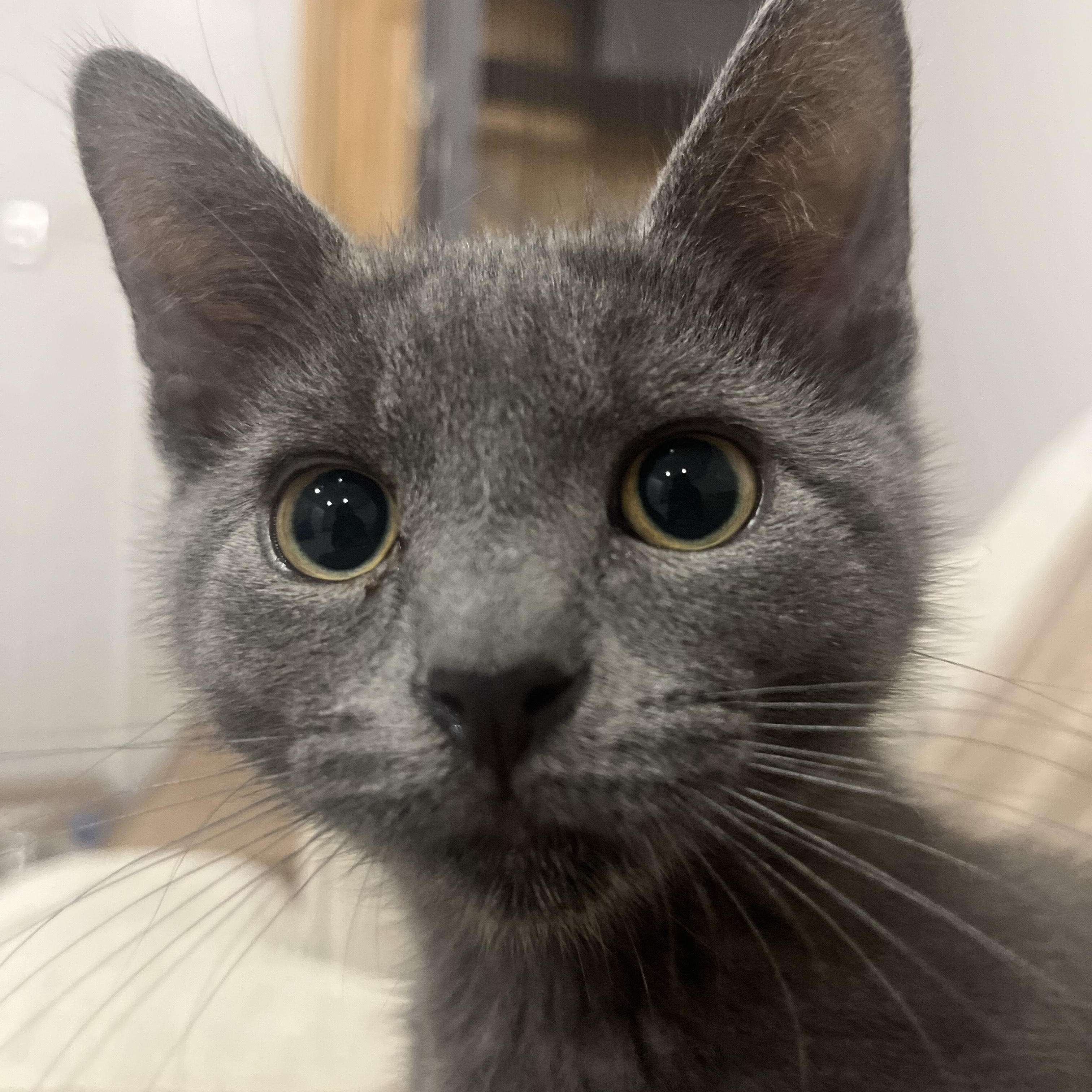 Nars, a Adopted Domestic Short Hair in Vernon, VT image 1/5