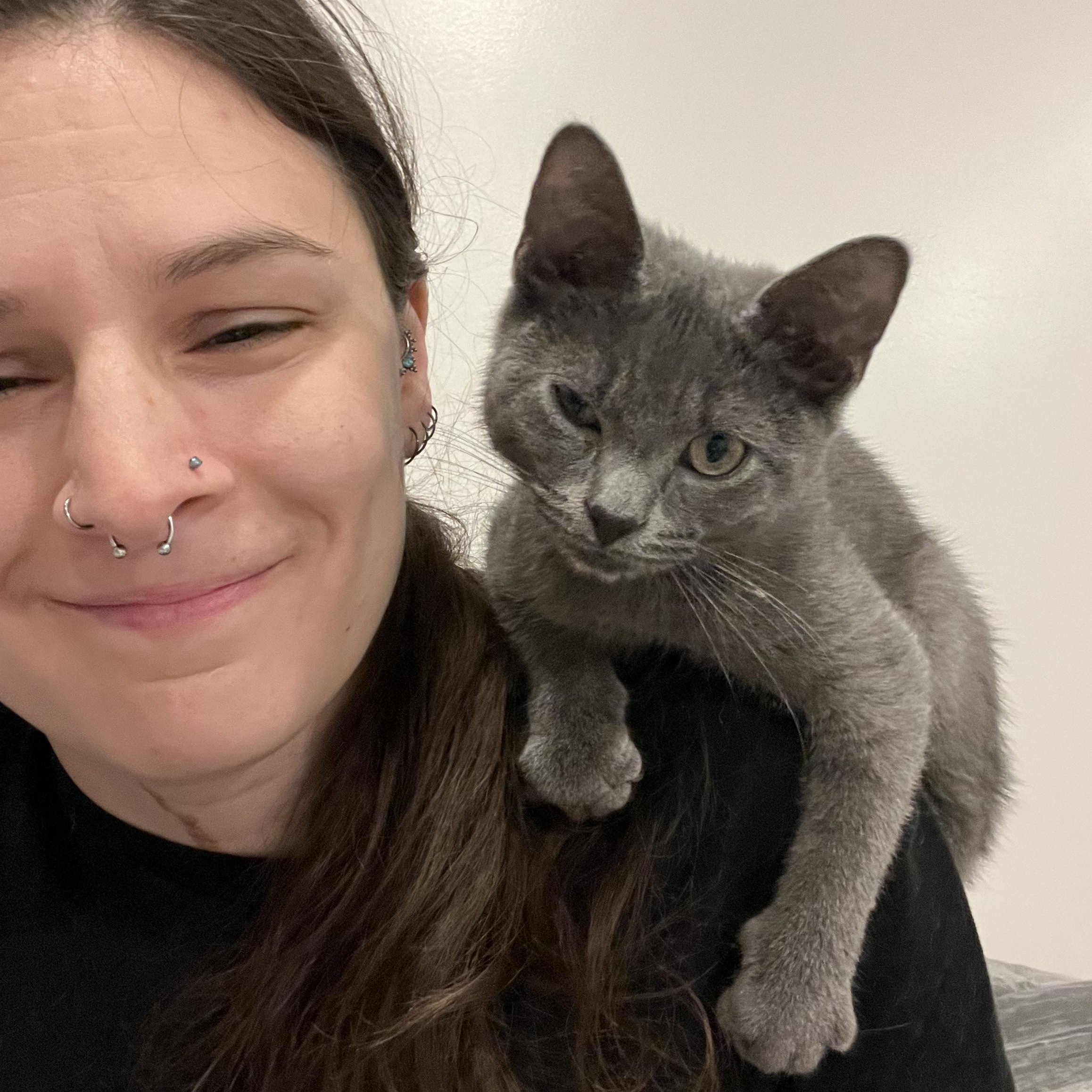 Nars, a Adopted Domestic Short Hair in Vernon, VT image 3/5