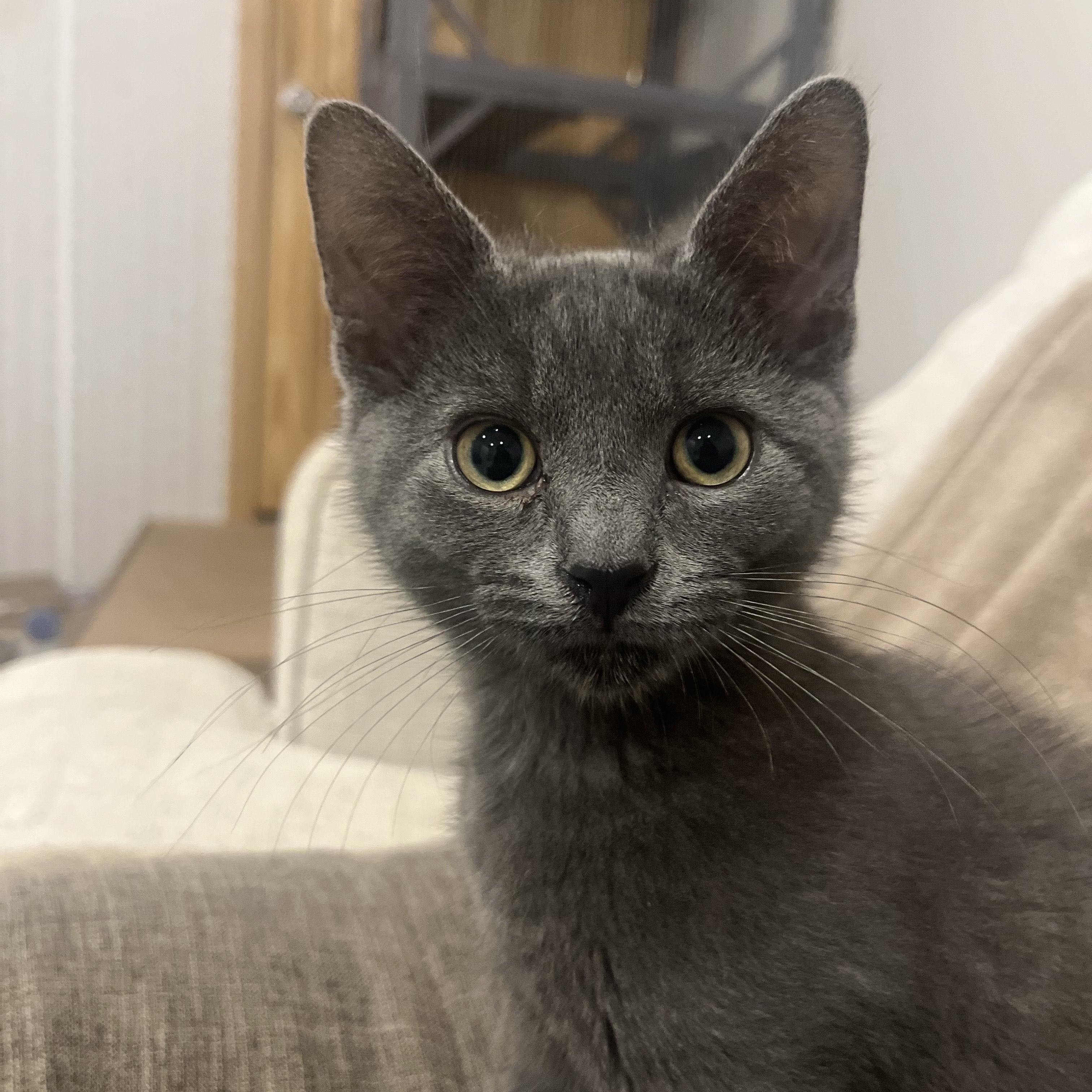 Nars, a Adopted Domestic Short Hair in Vernon, VT image 4/5