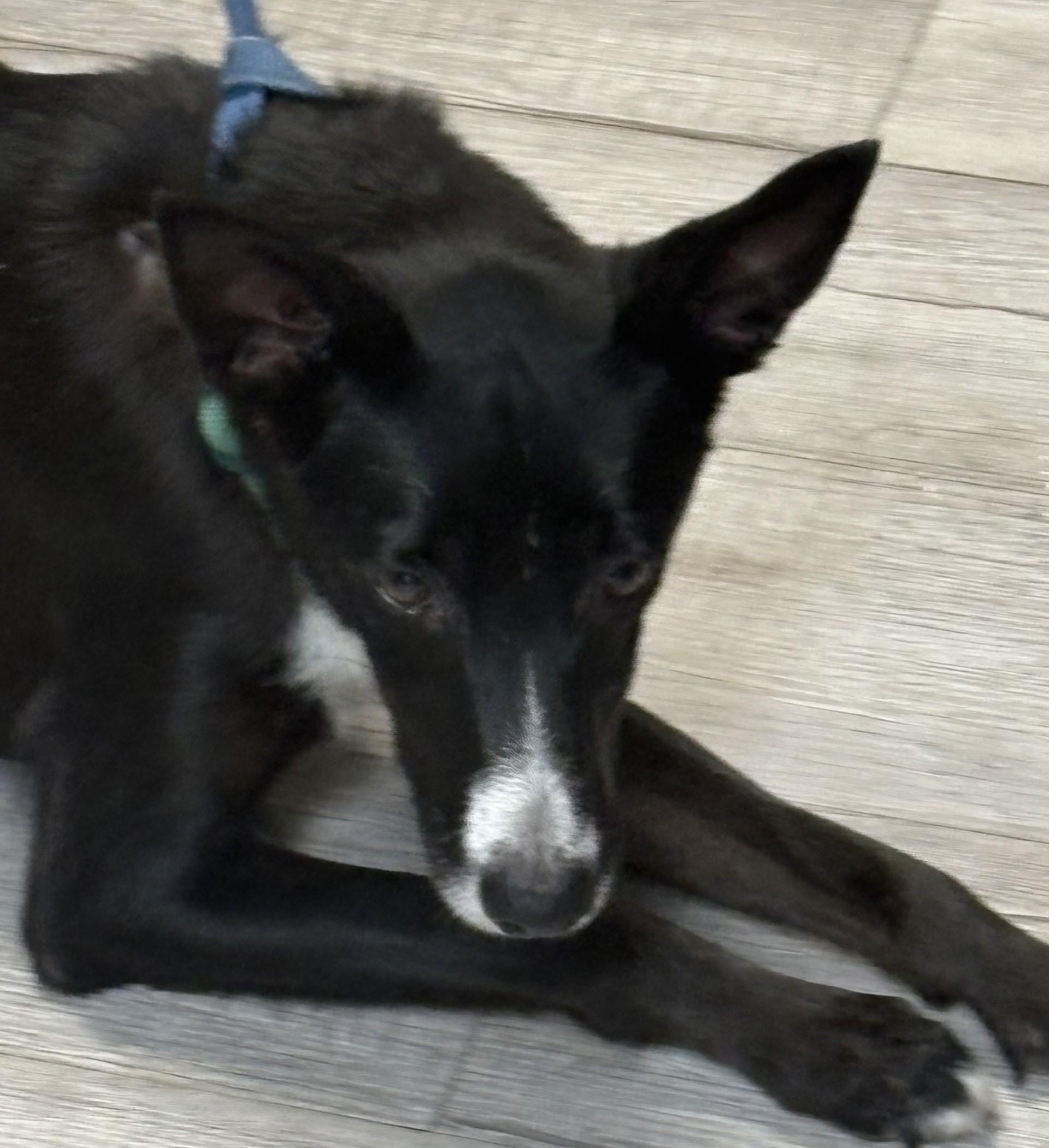 SADIE, Adoptable, Young Female Border Collie.