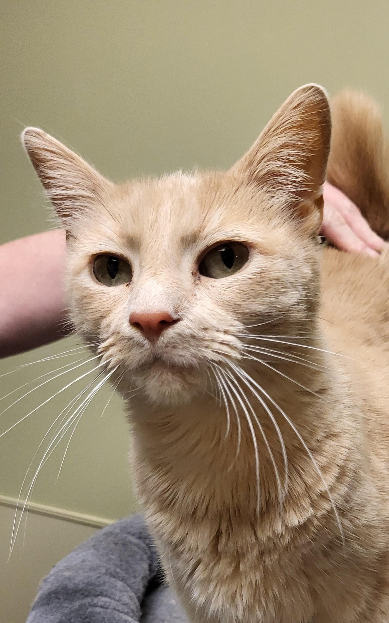 Enlarge 25-0414 "Lily", a Adoptable Domestic Short Hair in Leavenworth, KS image 1/6