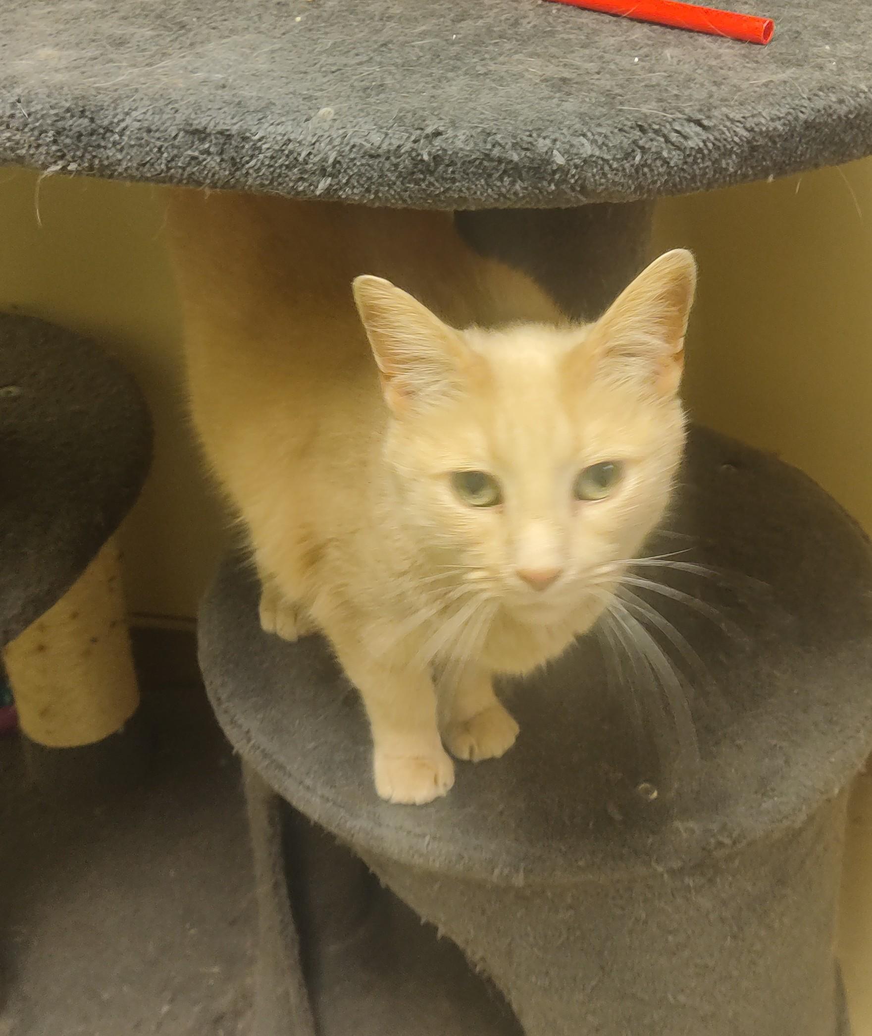 Enlarge 25-0414 "Lily", a Adoptable Domestic Short Hair in Leavenworth, KS image 2/6