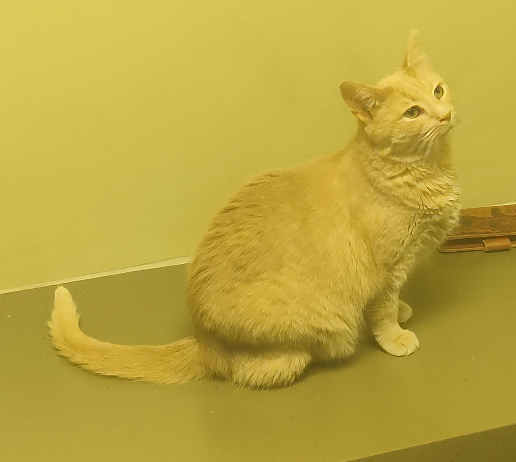 Enlarge 25-0414 "Lily", a Adoptable Domestic Short Hair in Leavenworth, KS image 3/6