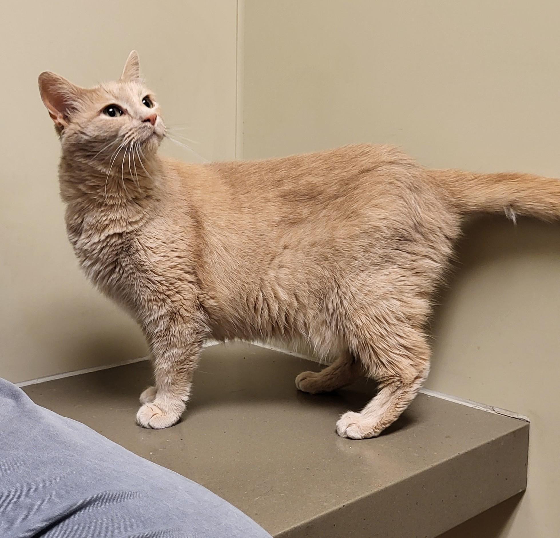 Enlarge 25-0414 "Lily", a Adoptable Domestic Short Hair in Leavenworth, KS image 4/6