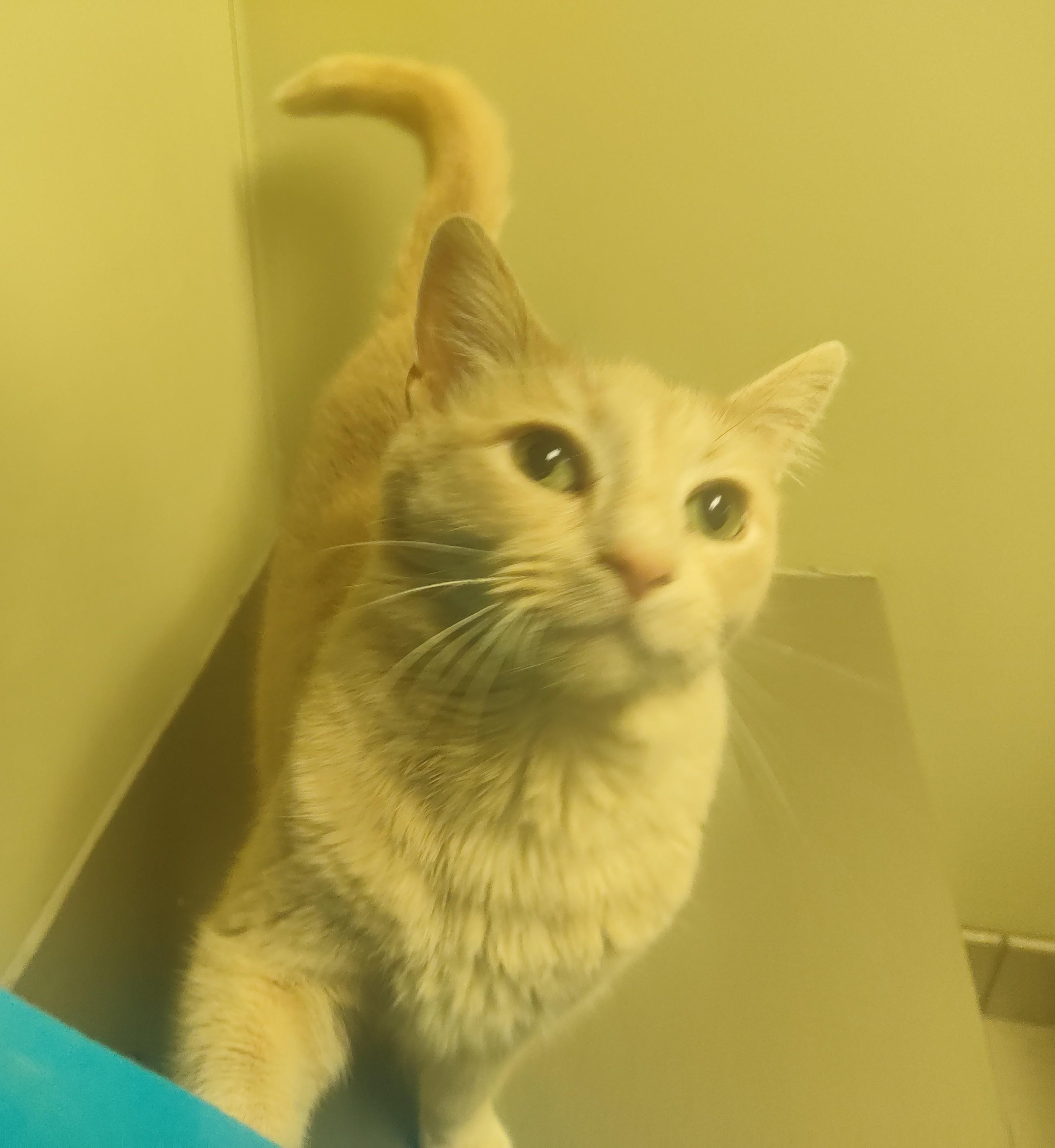 Enlarge 25-0414 "Lily", a Adoptable Domestic Short Hair in Leavenworth, KS image 5/6