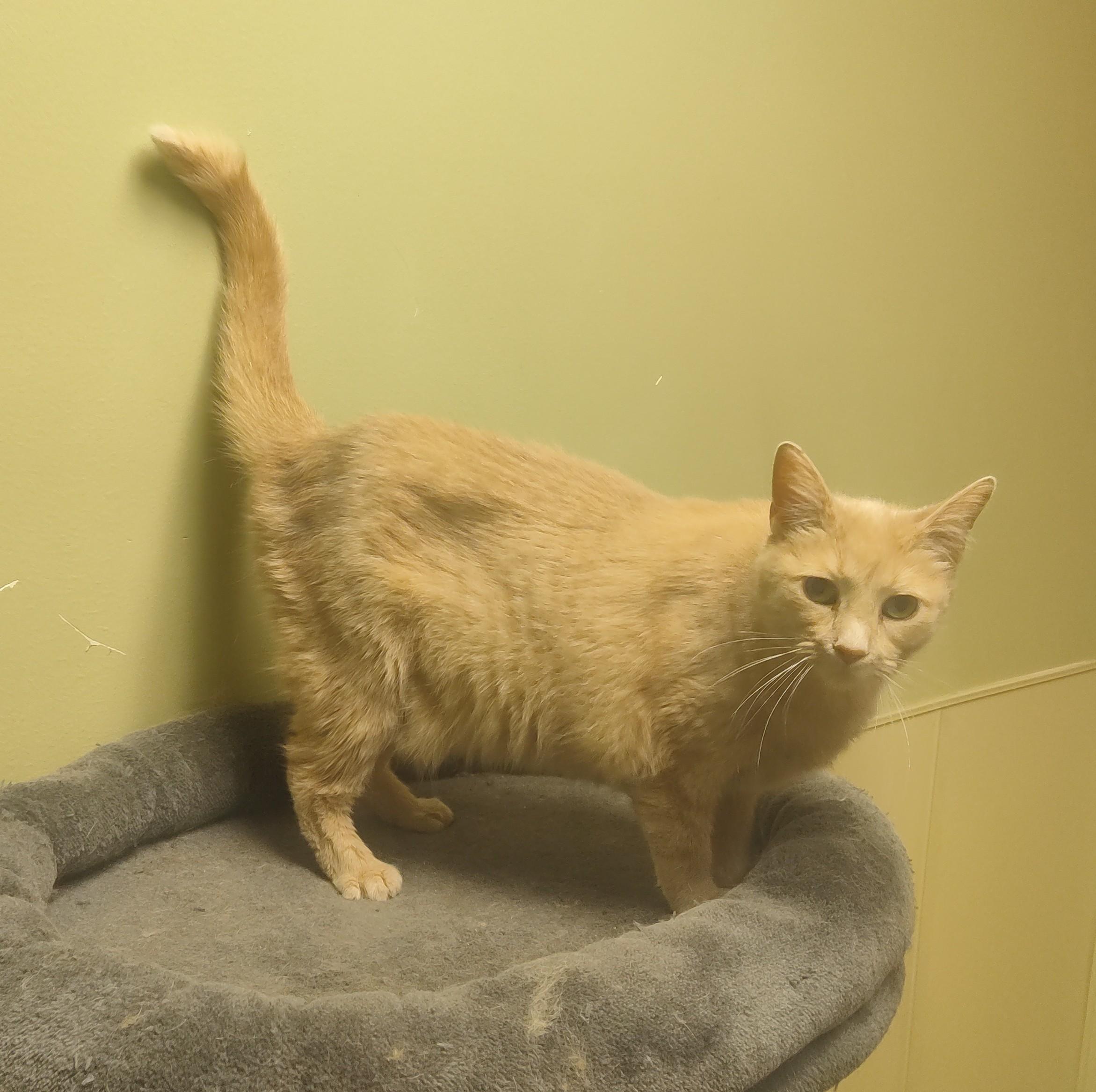 Enlarge 25-0414 "Lily", a Adoptable Domestic Short Hair in Leavenworth, KS image 6/6