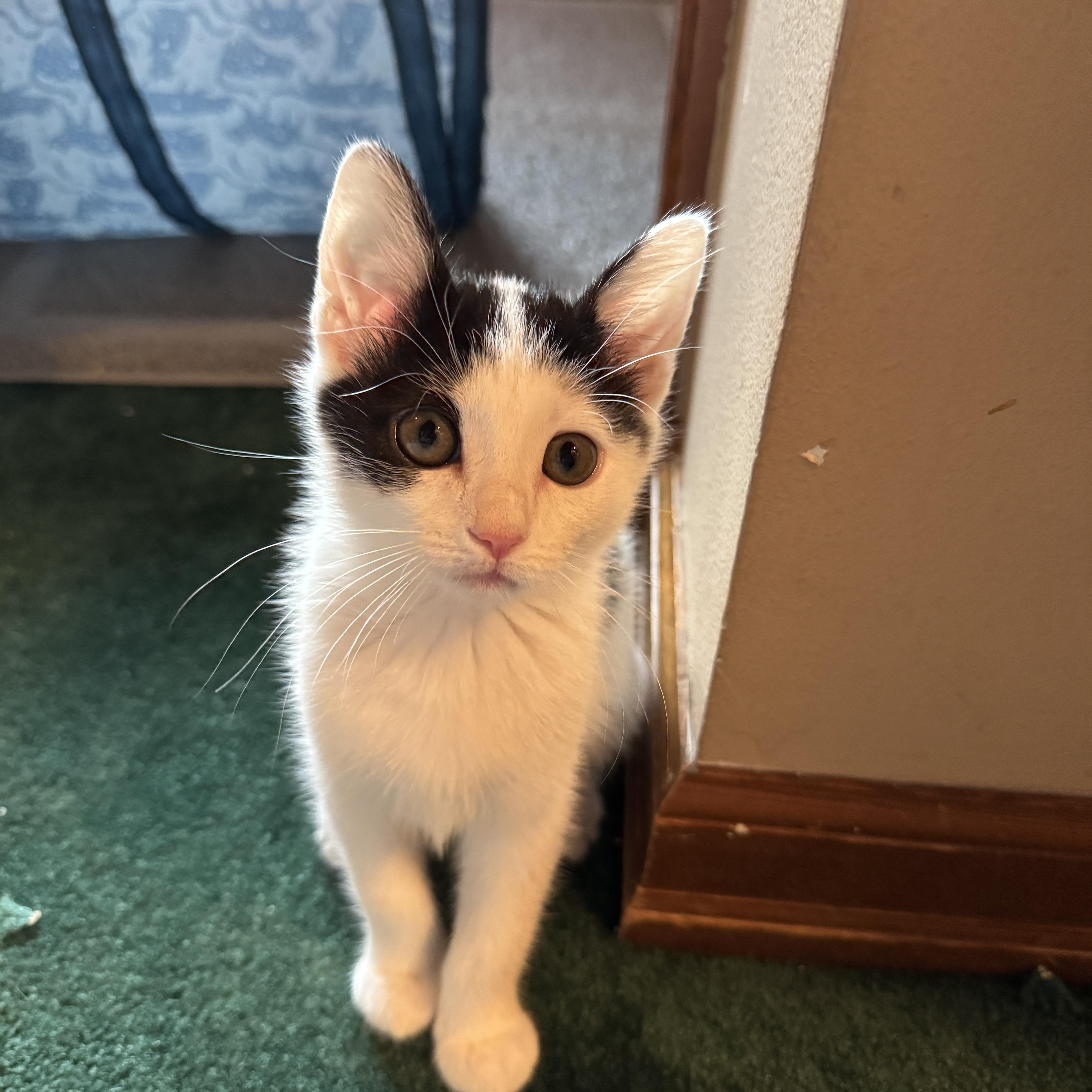 Frankie, Adoptable, Kitten Female Tuxedo.